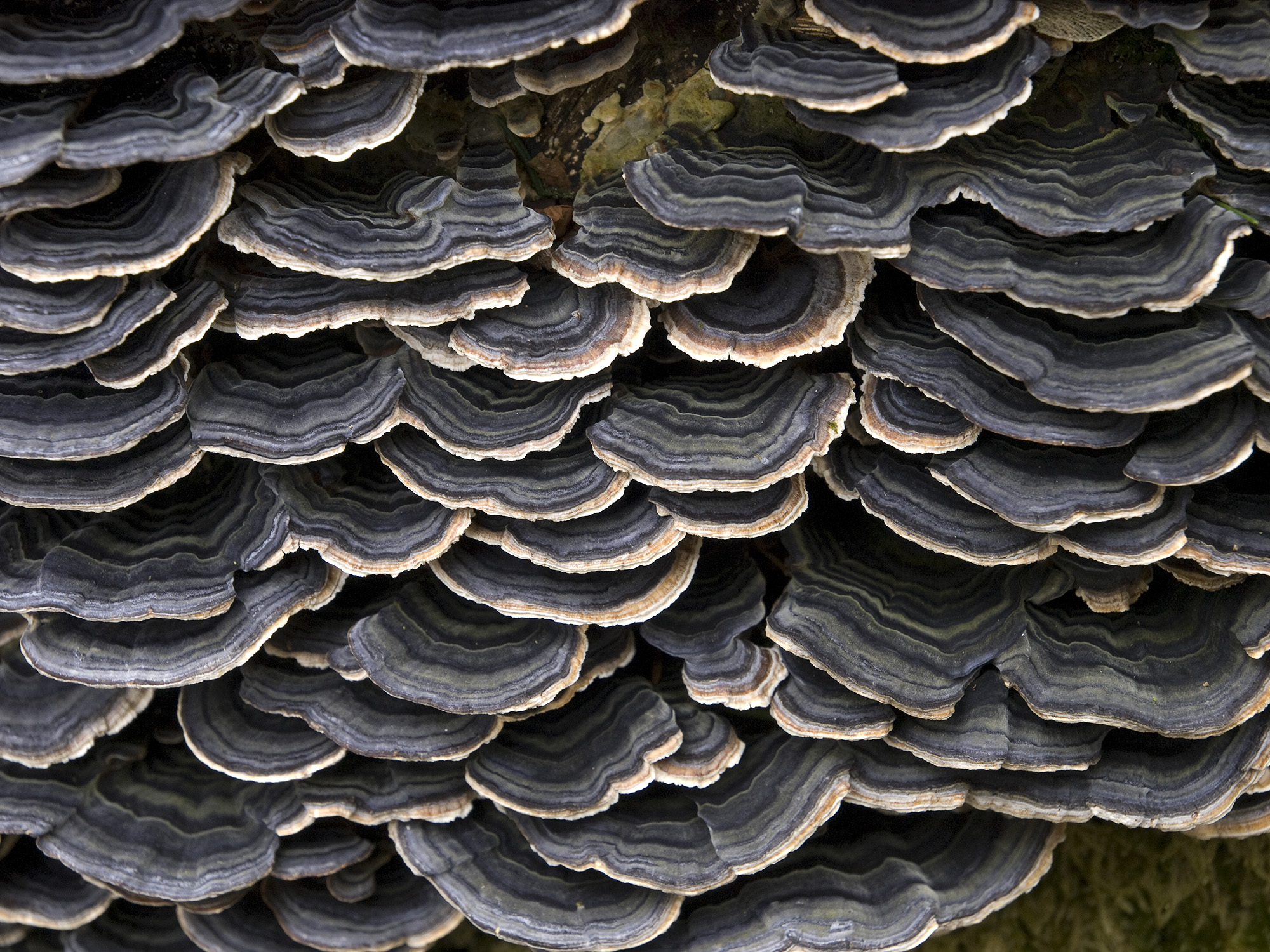 Turkey Tail (File:Schmetterlingstramete Trametes versicolor 004.jpg)