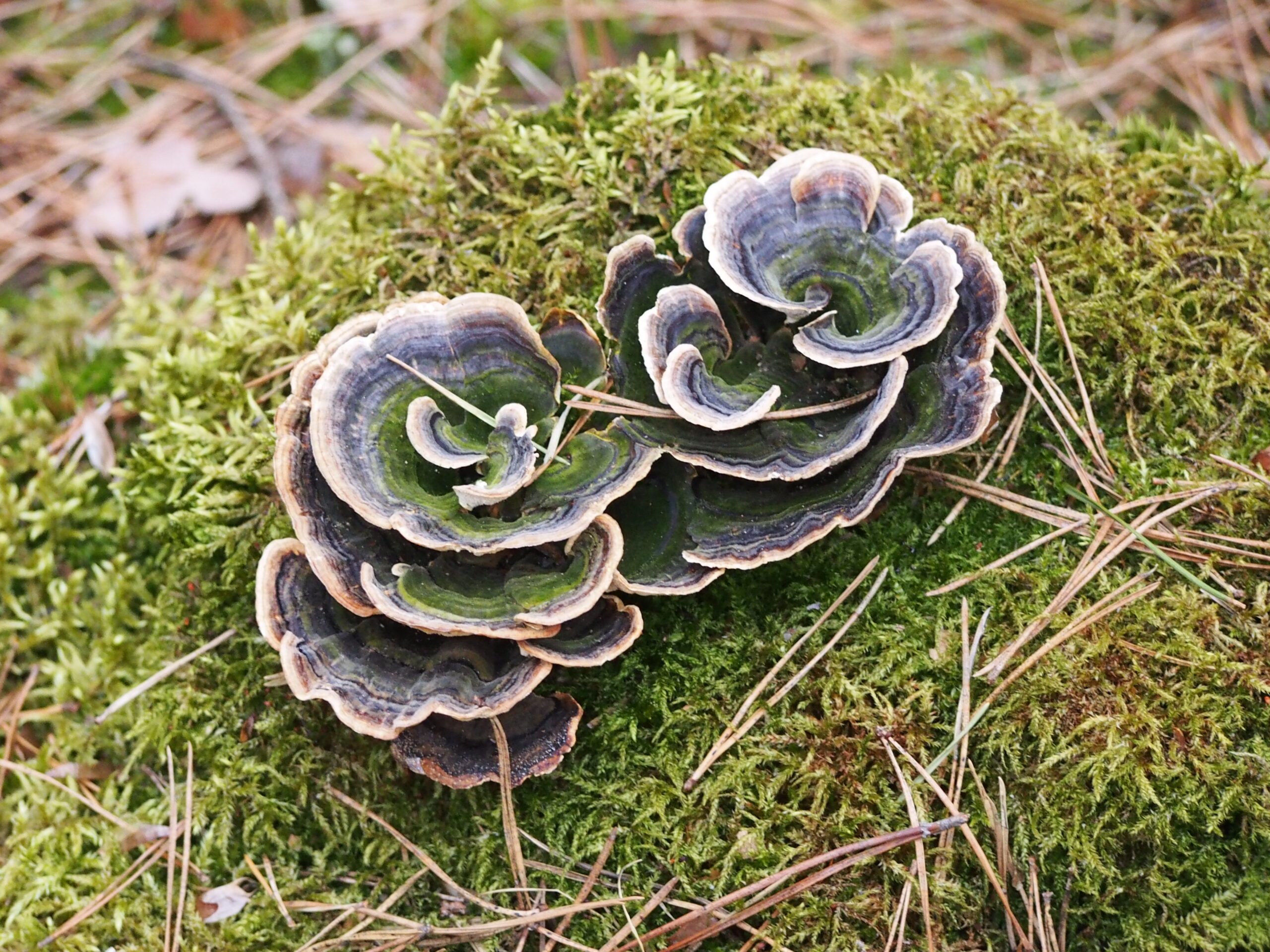 Turkey Tail (File:Trametes versicolor Wrośniak różnobarwny 2017-04-14 Radzików 01.jpg)