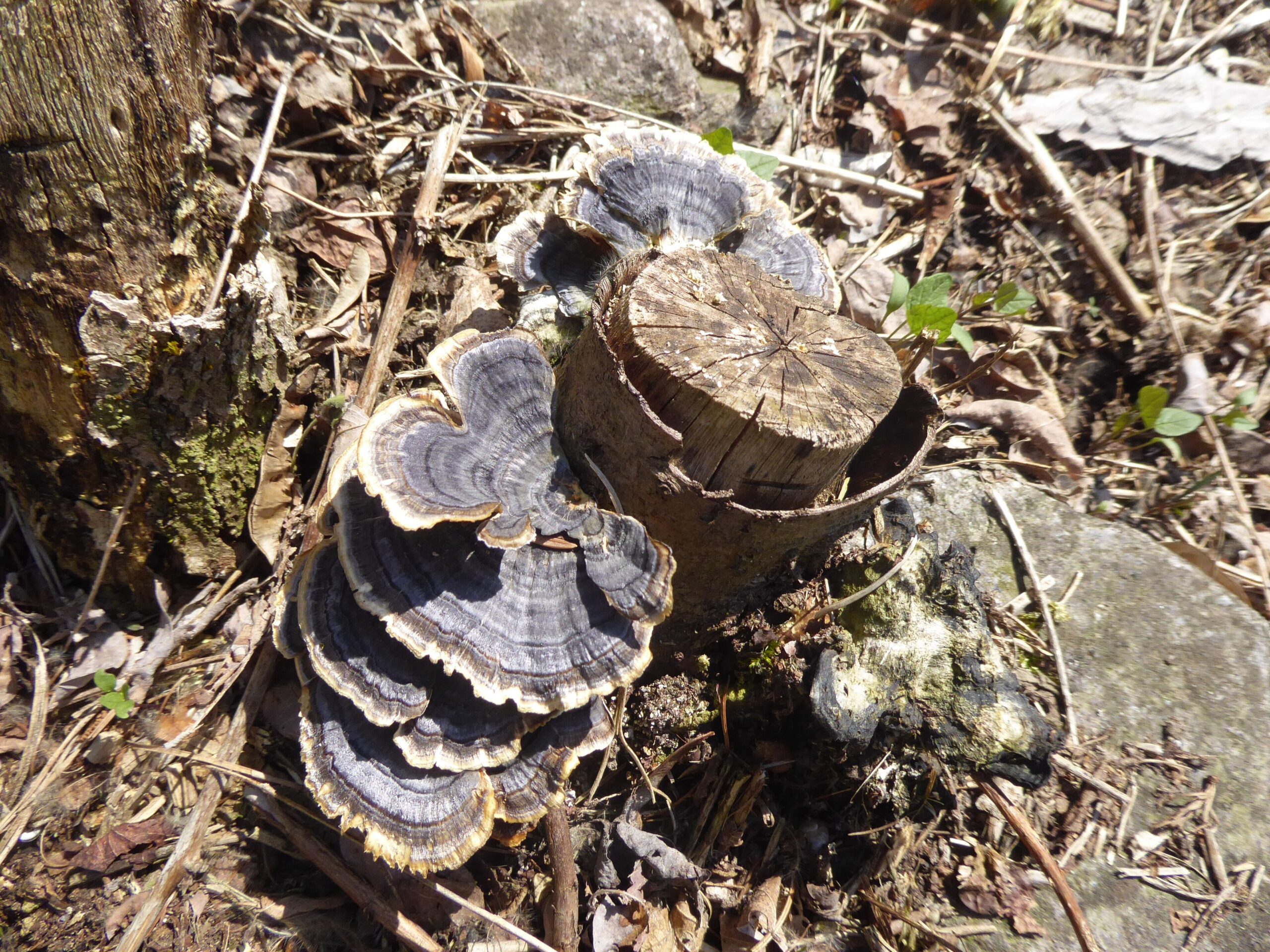 Turkey Tail (File:Trametes versicolor Paludi 02.jpg)
