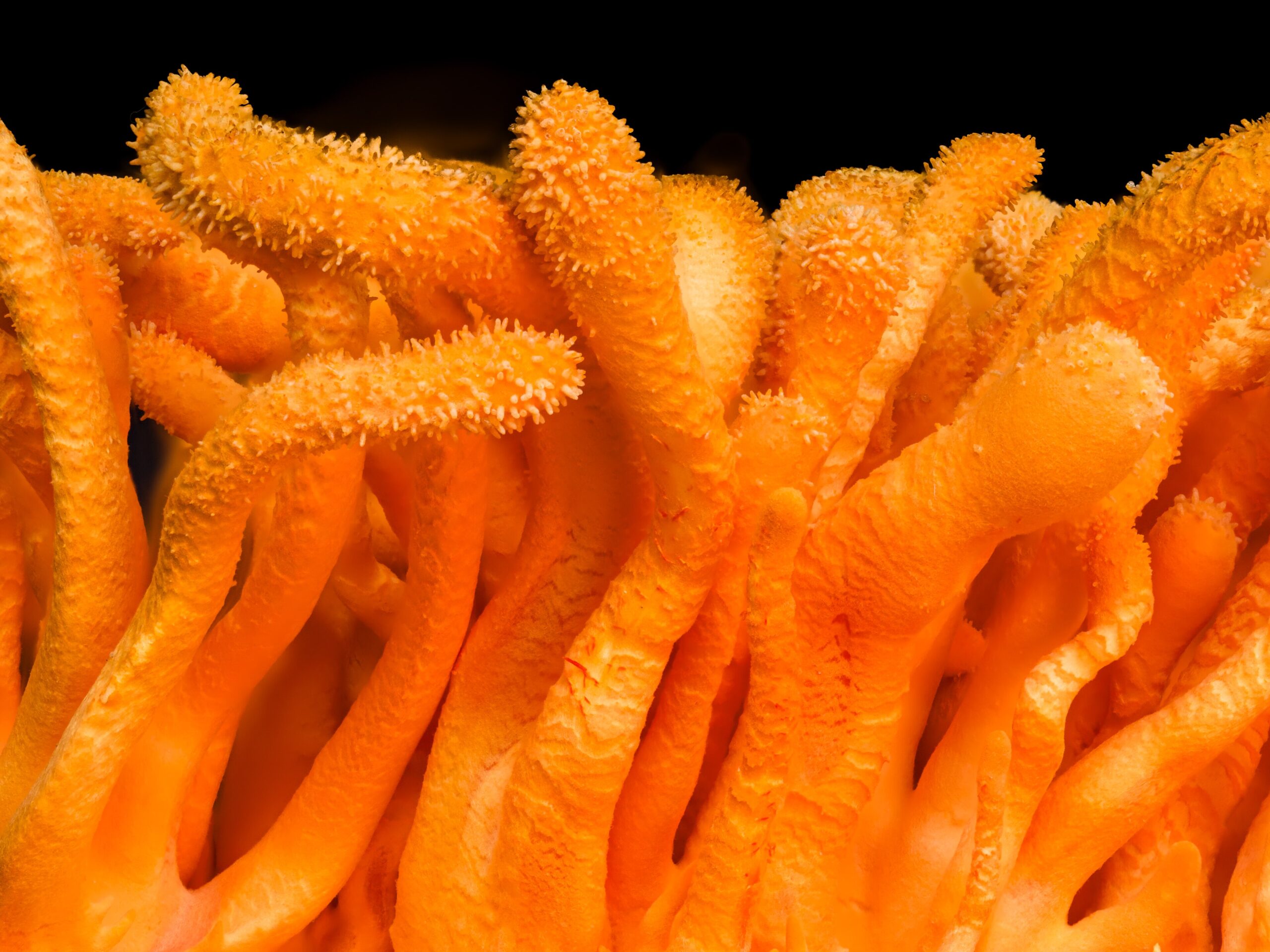 File:Cordyceps Militaris.jpg