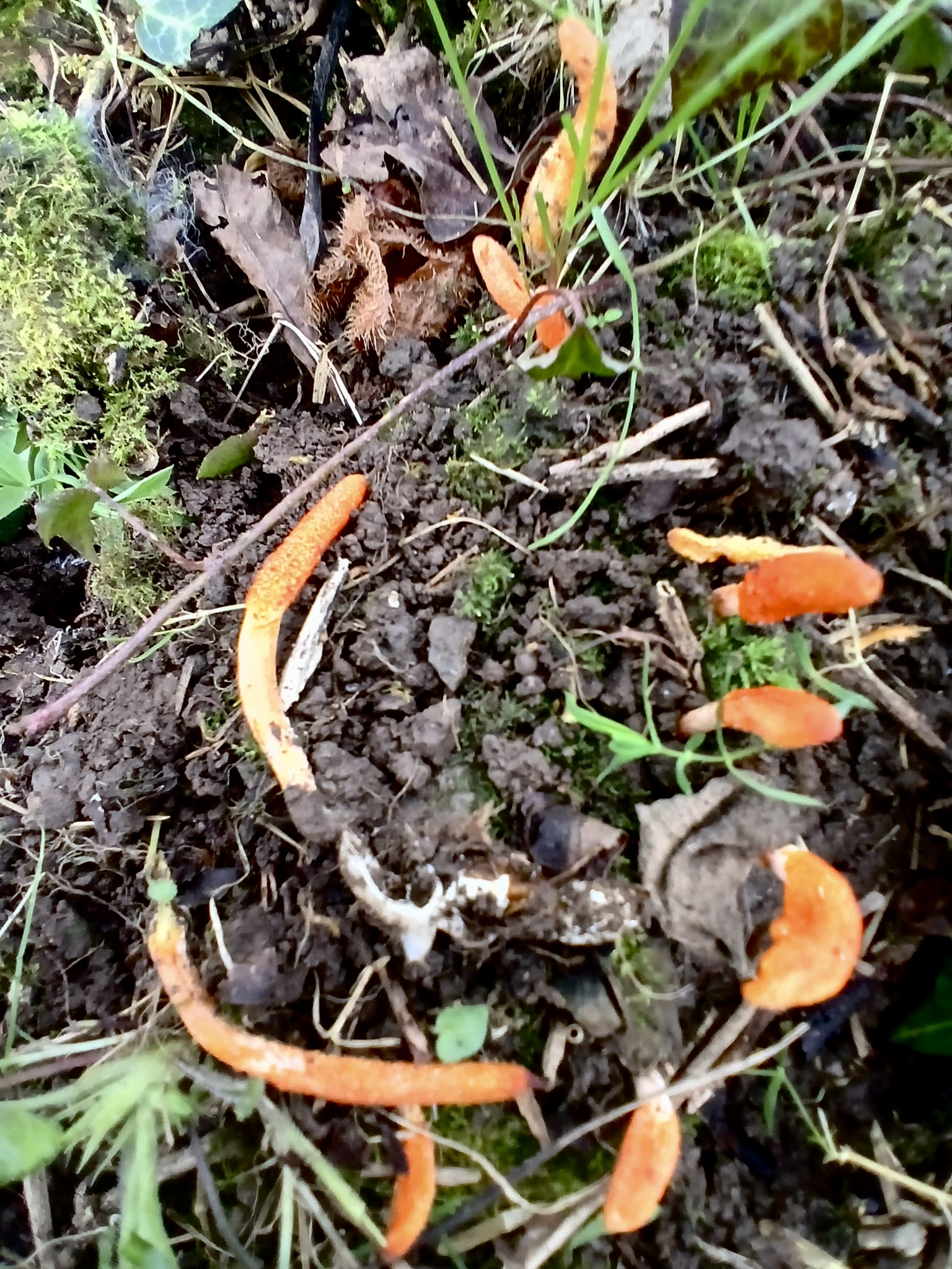 Cordyceps (File:Cordyceps militaris 3.jpg)