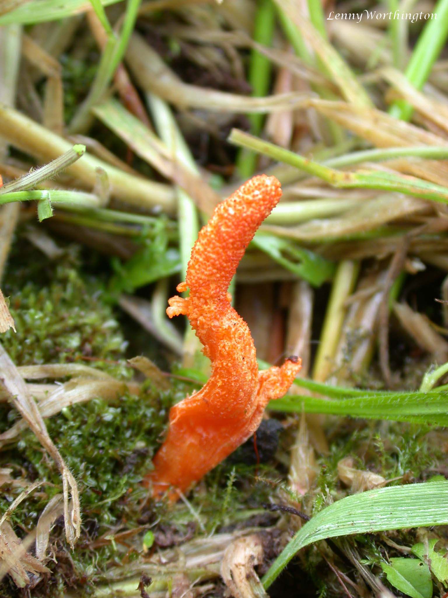 Cordyceps (File:Cordyceps militaris (26016581478).jpg)