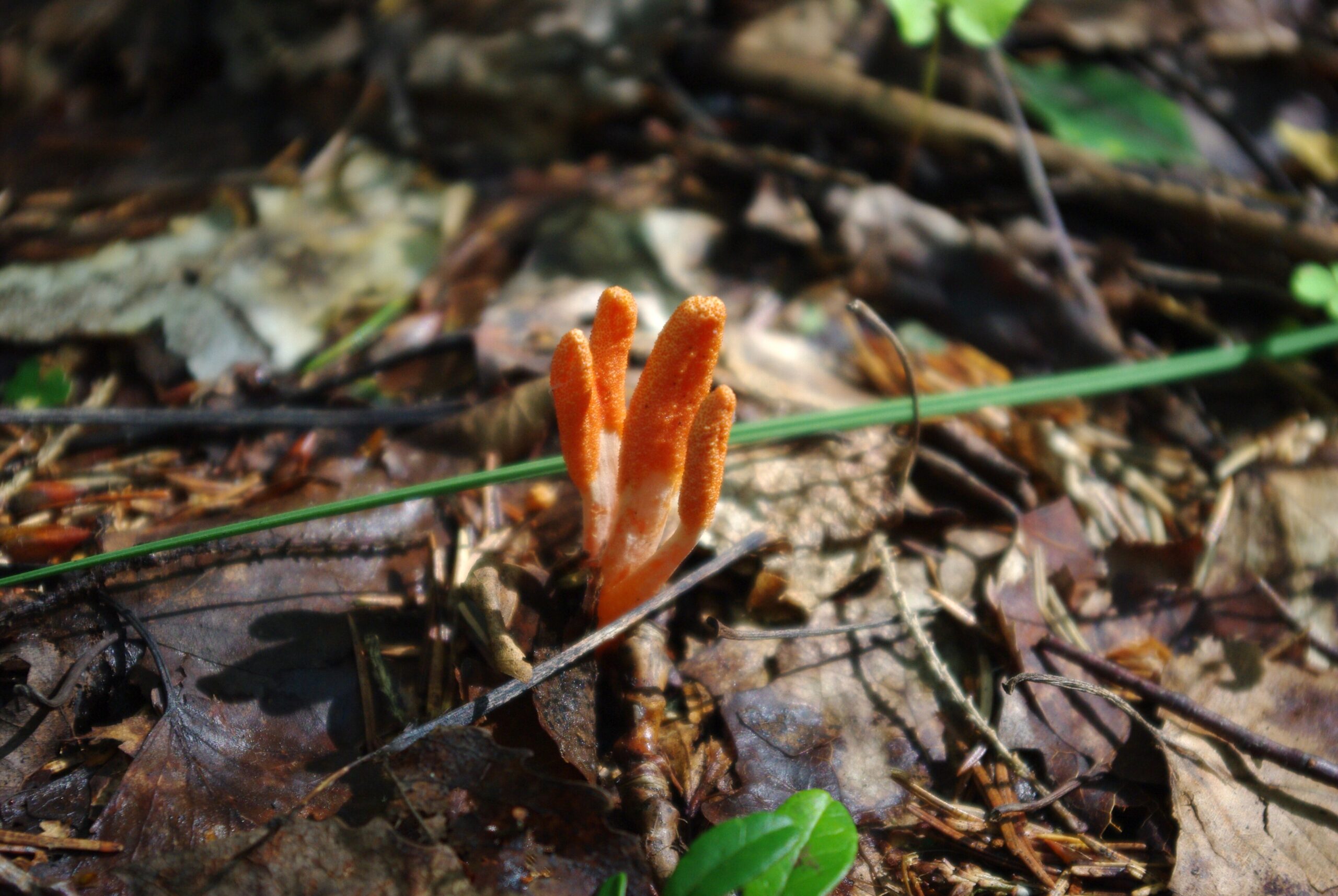 Cordyceps (File:Harilik kedristõlvik (Cordyceps militaris) Eestis.JPG)