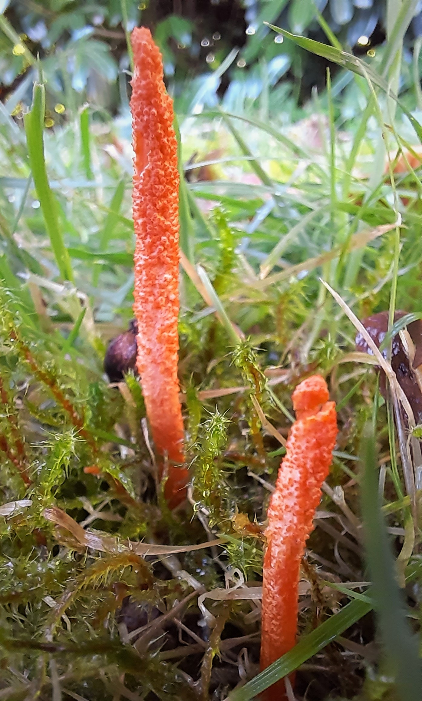 Cordyceps (File:Scarlet Caterpillar Club. Cordyceps militaris (51656512528).jpg)