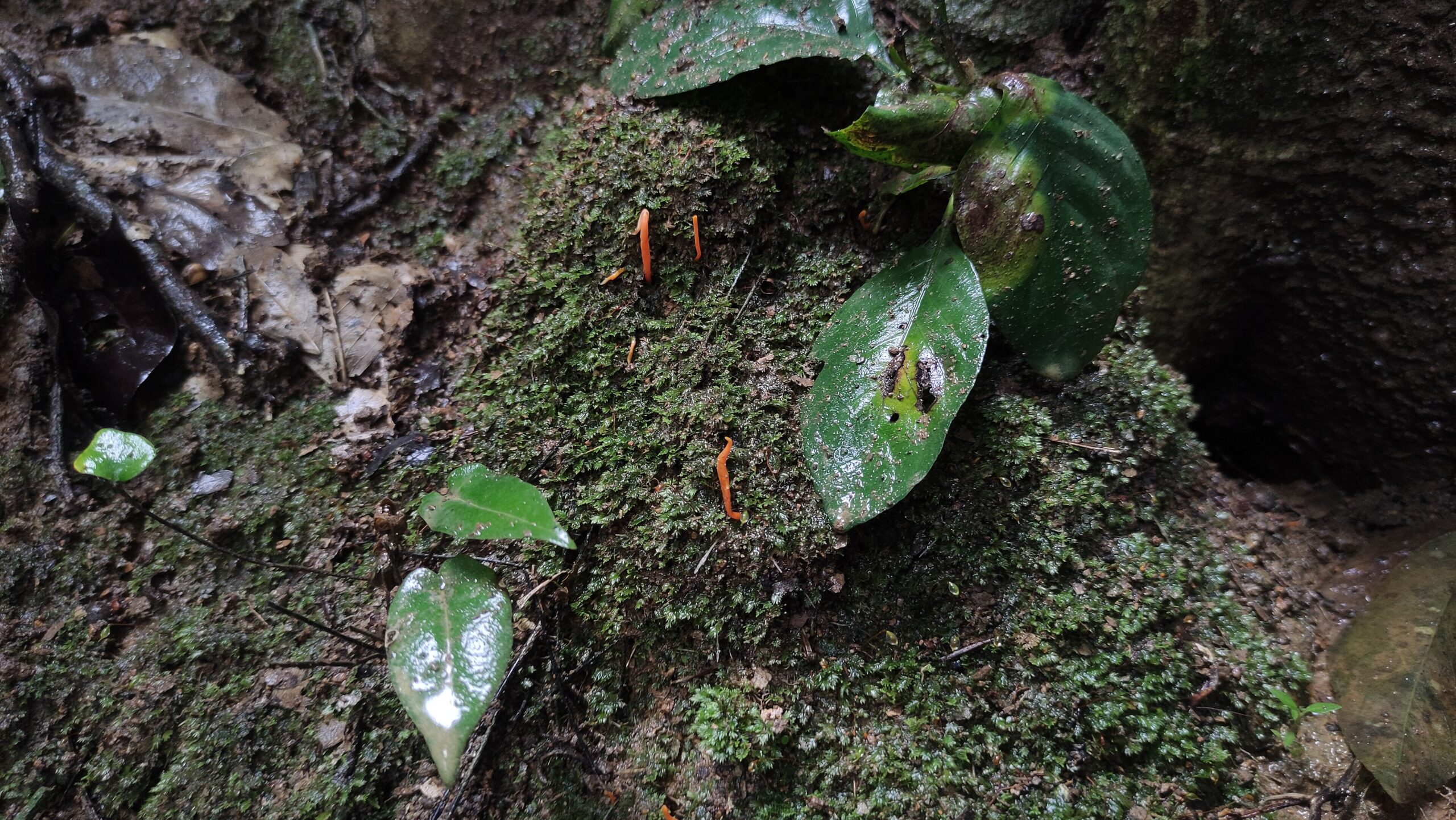 Cordyceps (File:Wild Cordyceps militaris.jpg)