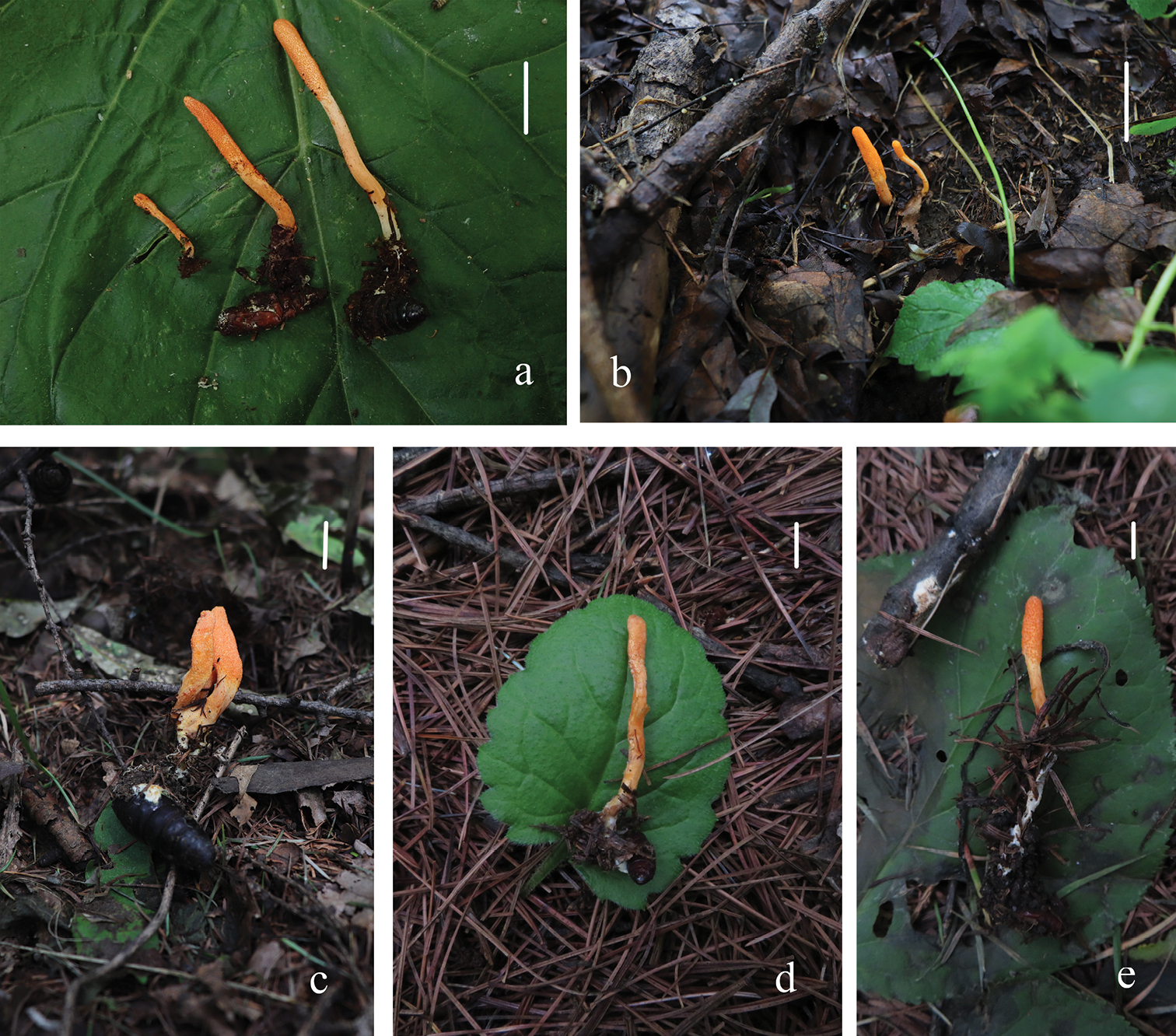 Cordyceps (File:Cordyceps militaris (10.3897-mycokeys.83.72325) Figure 9.jpg)