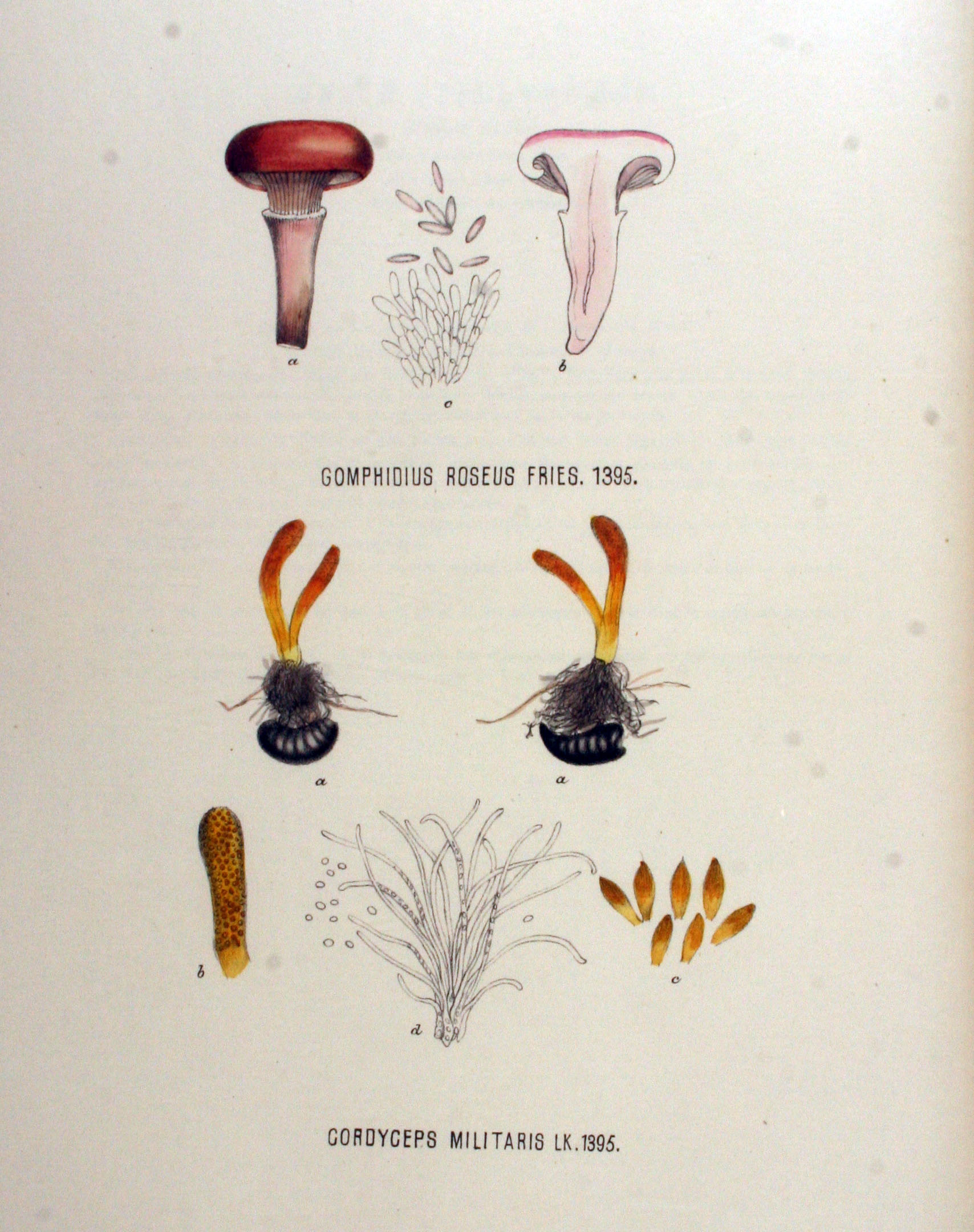 Cordyceps (File:Cordyceps militaris — Flora Batava — Volume v18.jpg)