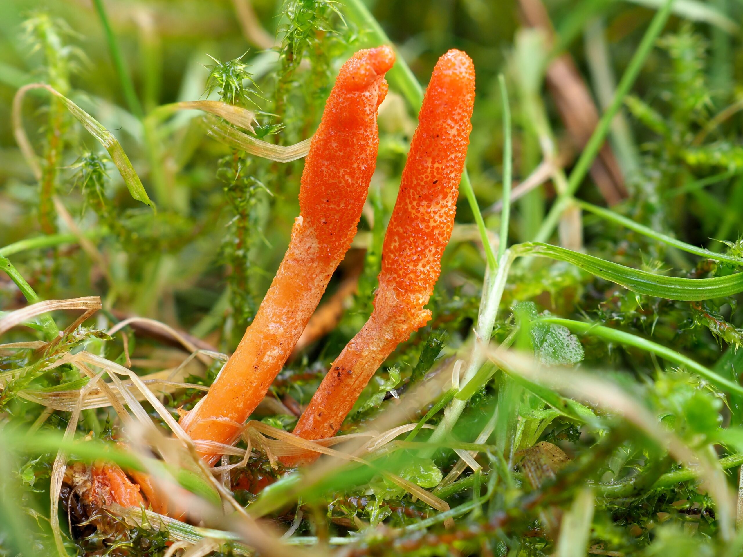 Cordyceps (File:Lukas Large - Cordyceps militaris - Scarlet Caterpillarclub fungus (53689739921).jpg)