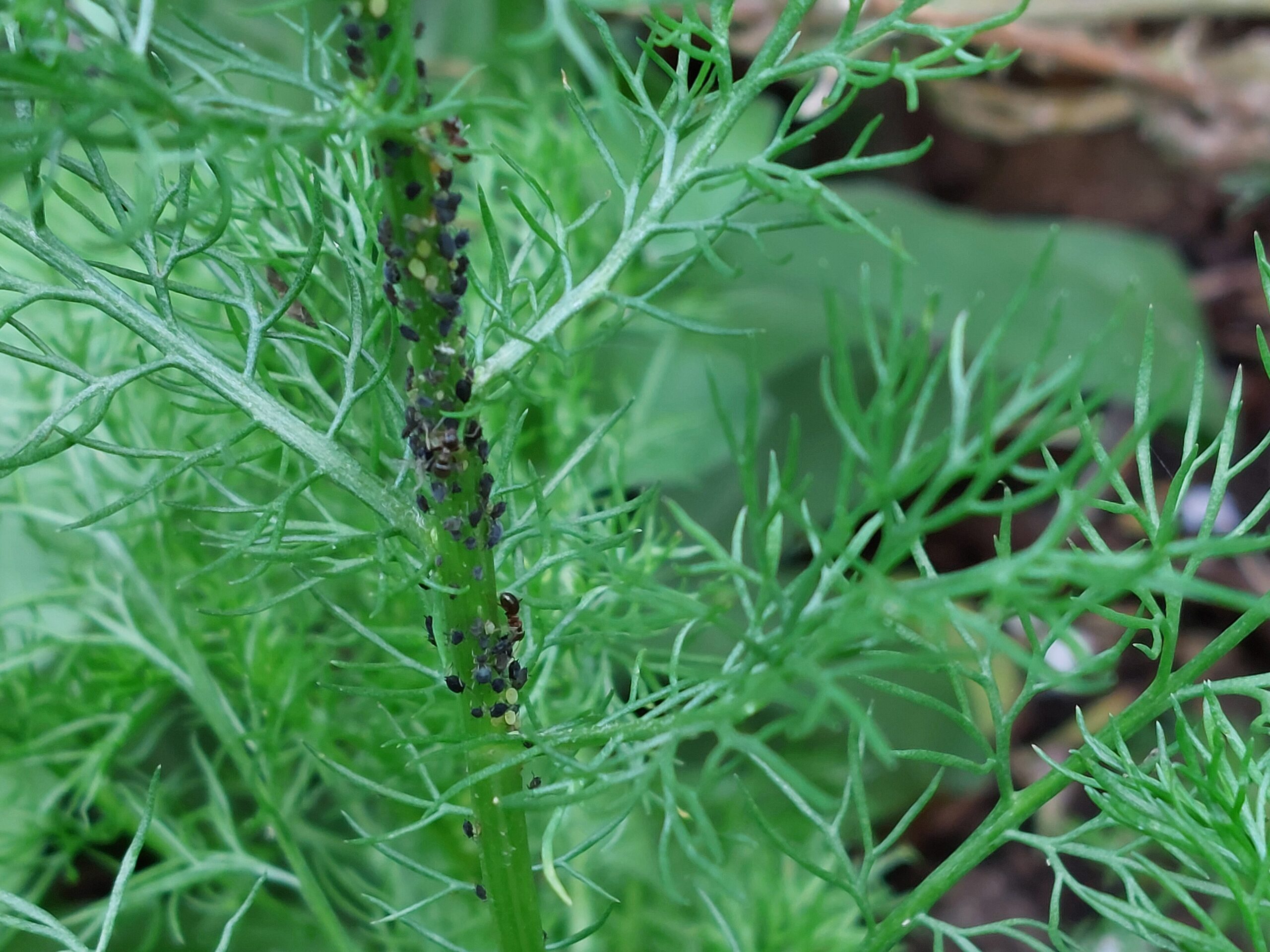 Chamomile (File:Kamille (Matricaria chamomilla) mit Blattlausbefall-2-Josef Schlaghecken.jpg)