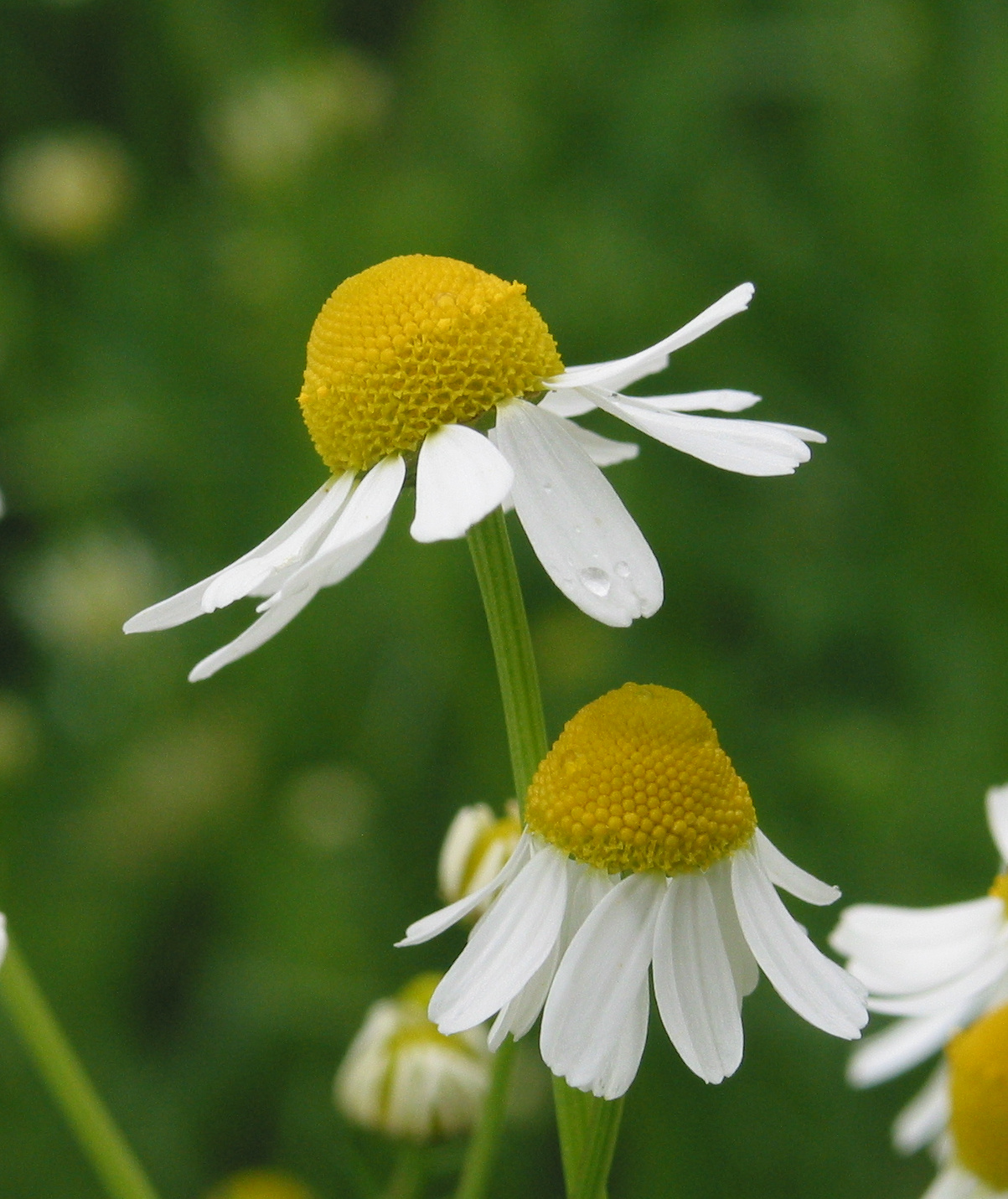 Chamomile (File:Matricaria chamomilla 2 RF.jpg)