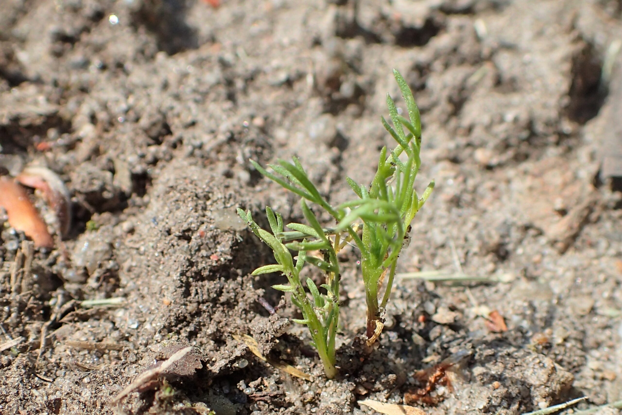 Chamomile (File:Matricaria chamomilla kz03.jpg)