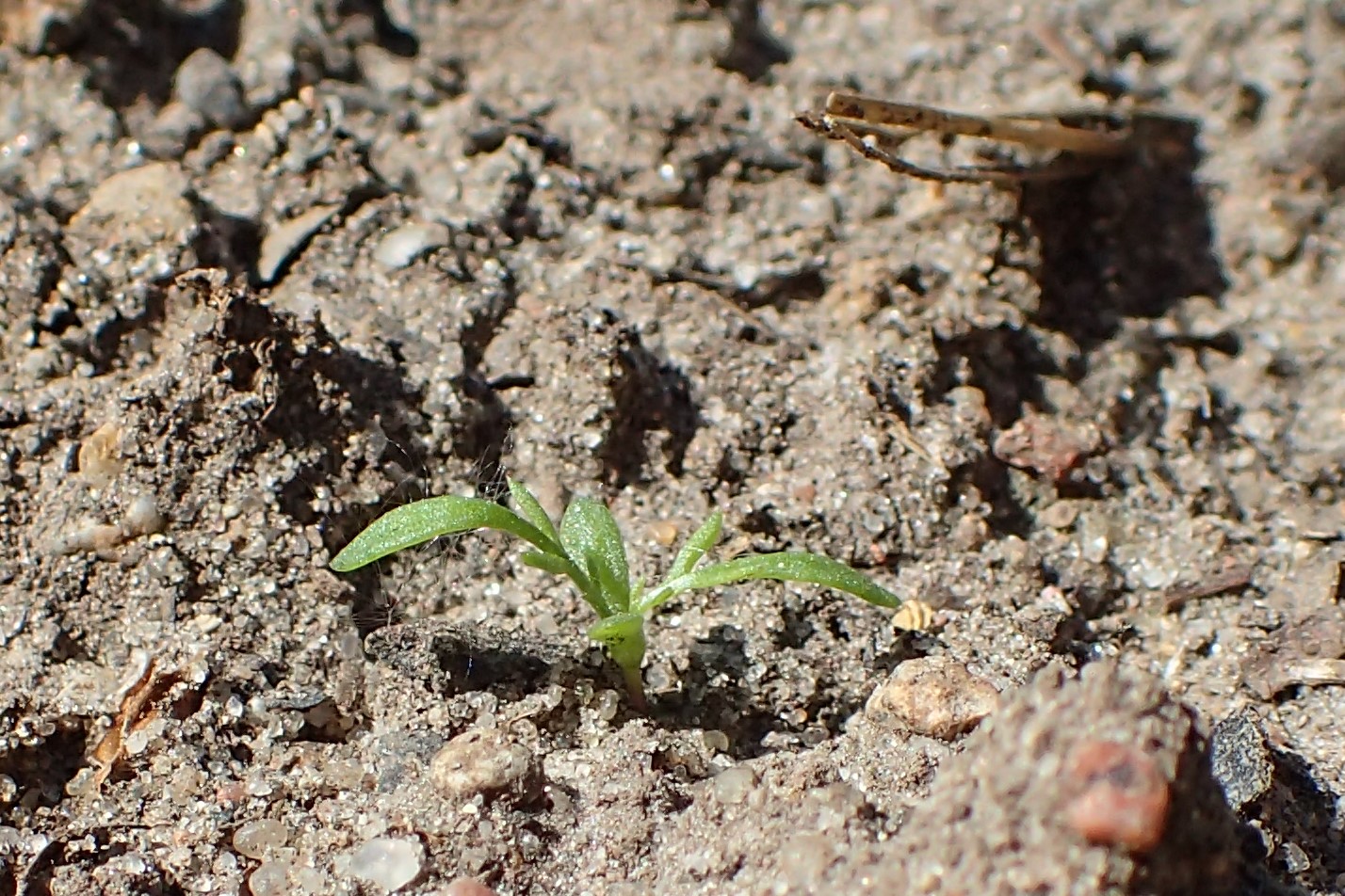 Chamomile (File:Matricaria chamomilla kz04.jpg)
