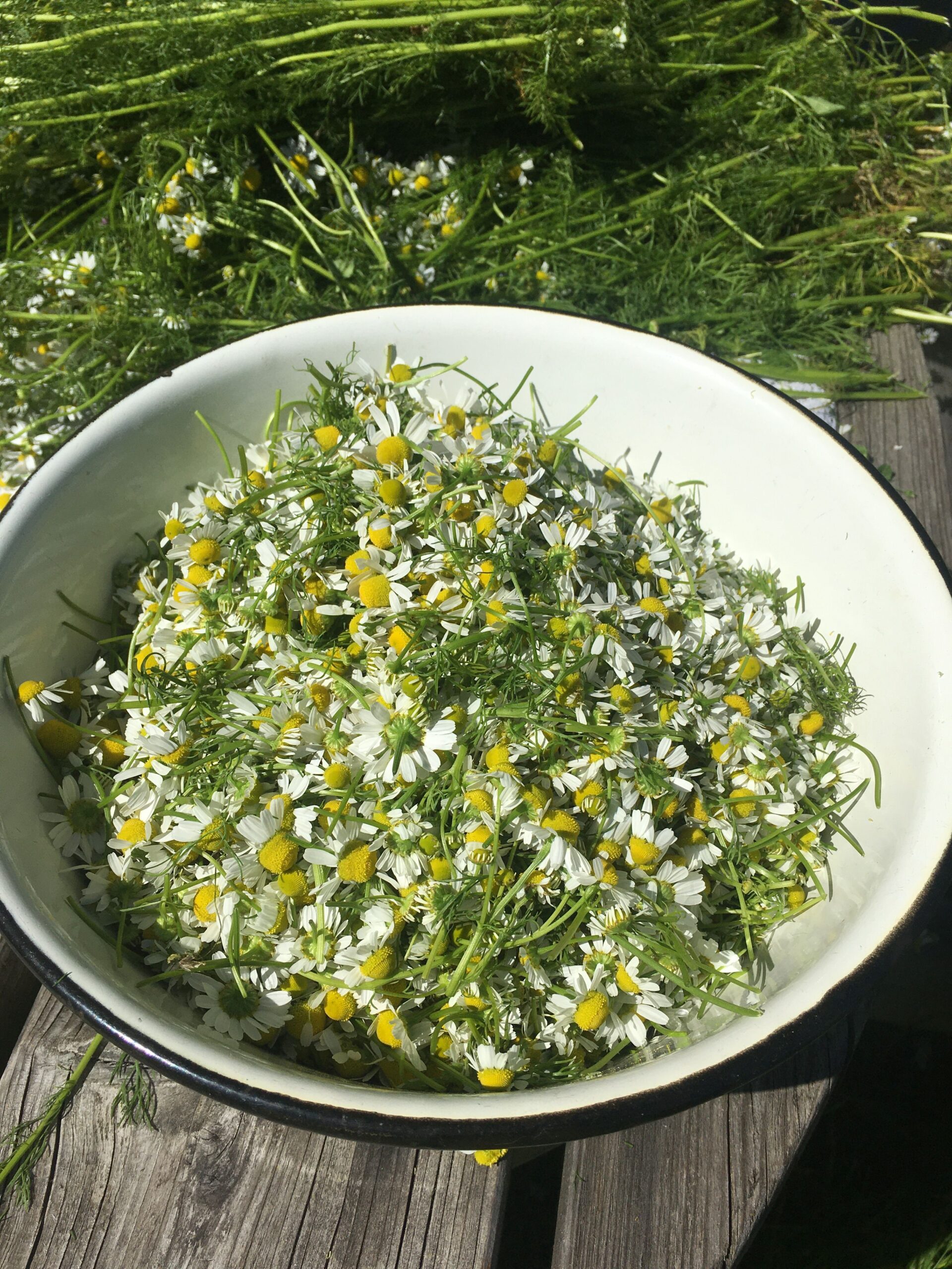 Chamomile (File:Matricaria chamomilla flowers.jpg)