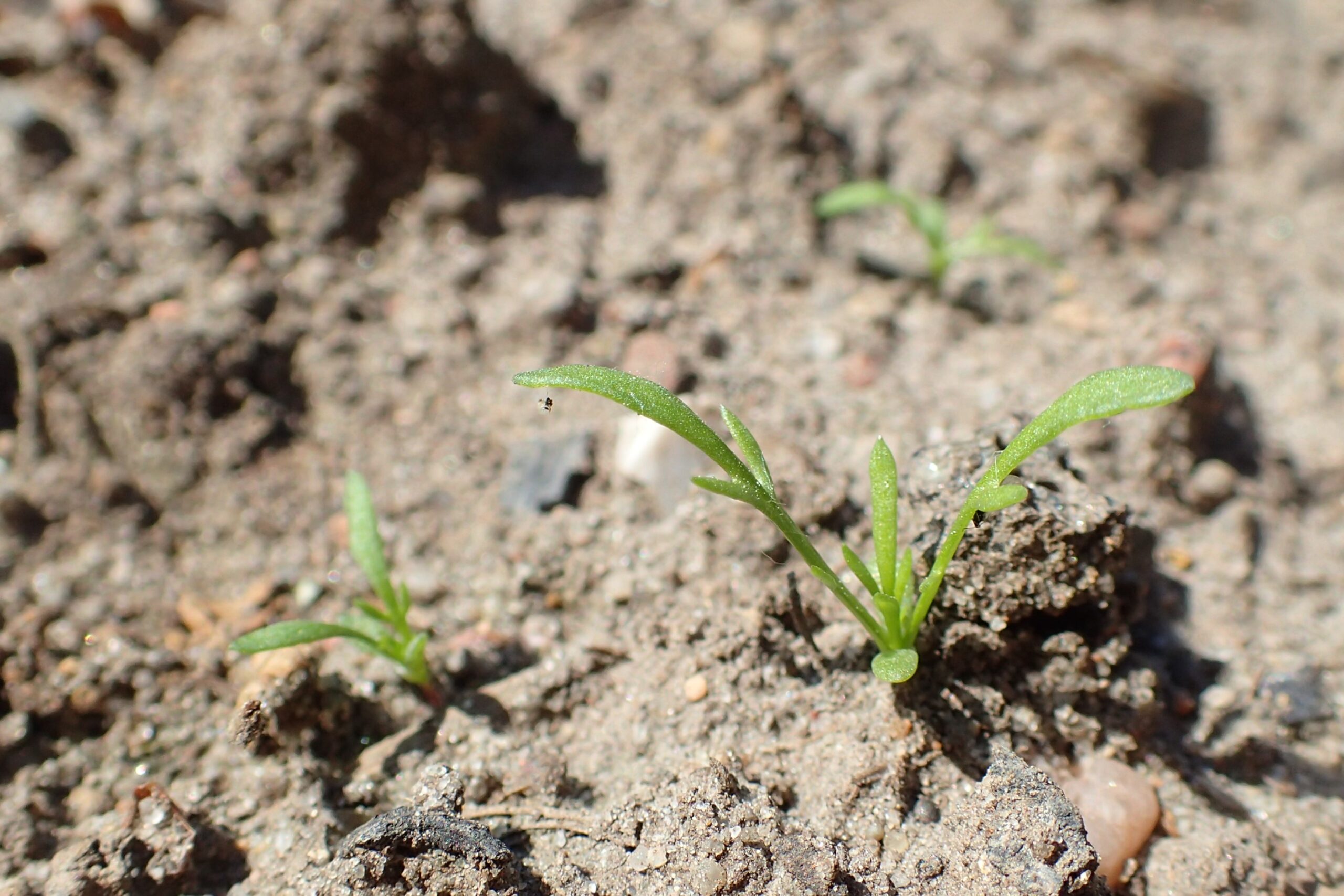 Chamomile (File:Matricaria chamomilla kz05.jpg)