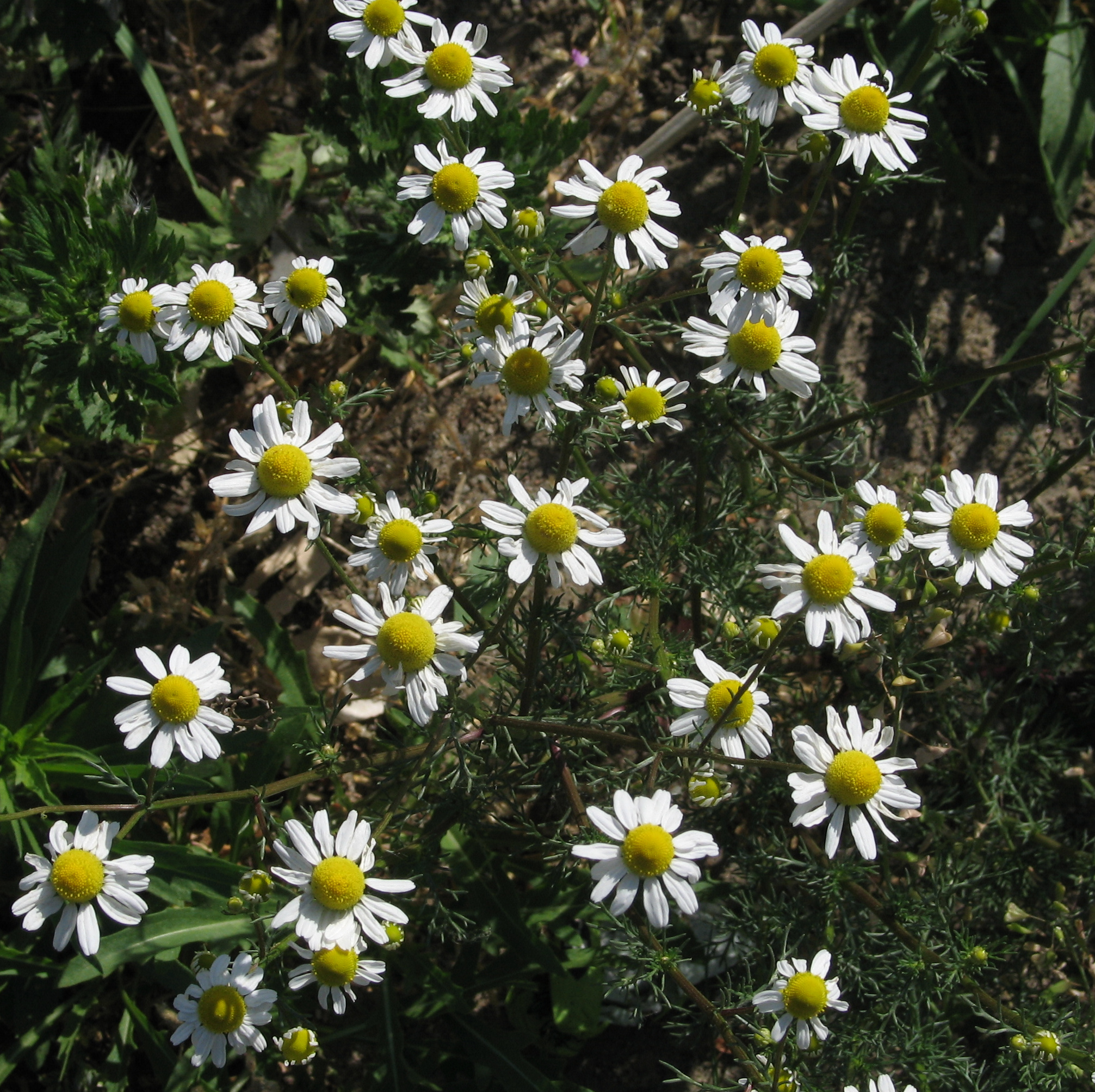 Chamomile (File:Matricaria chamomilla RF.jpg)
