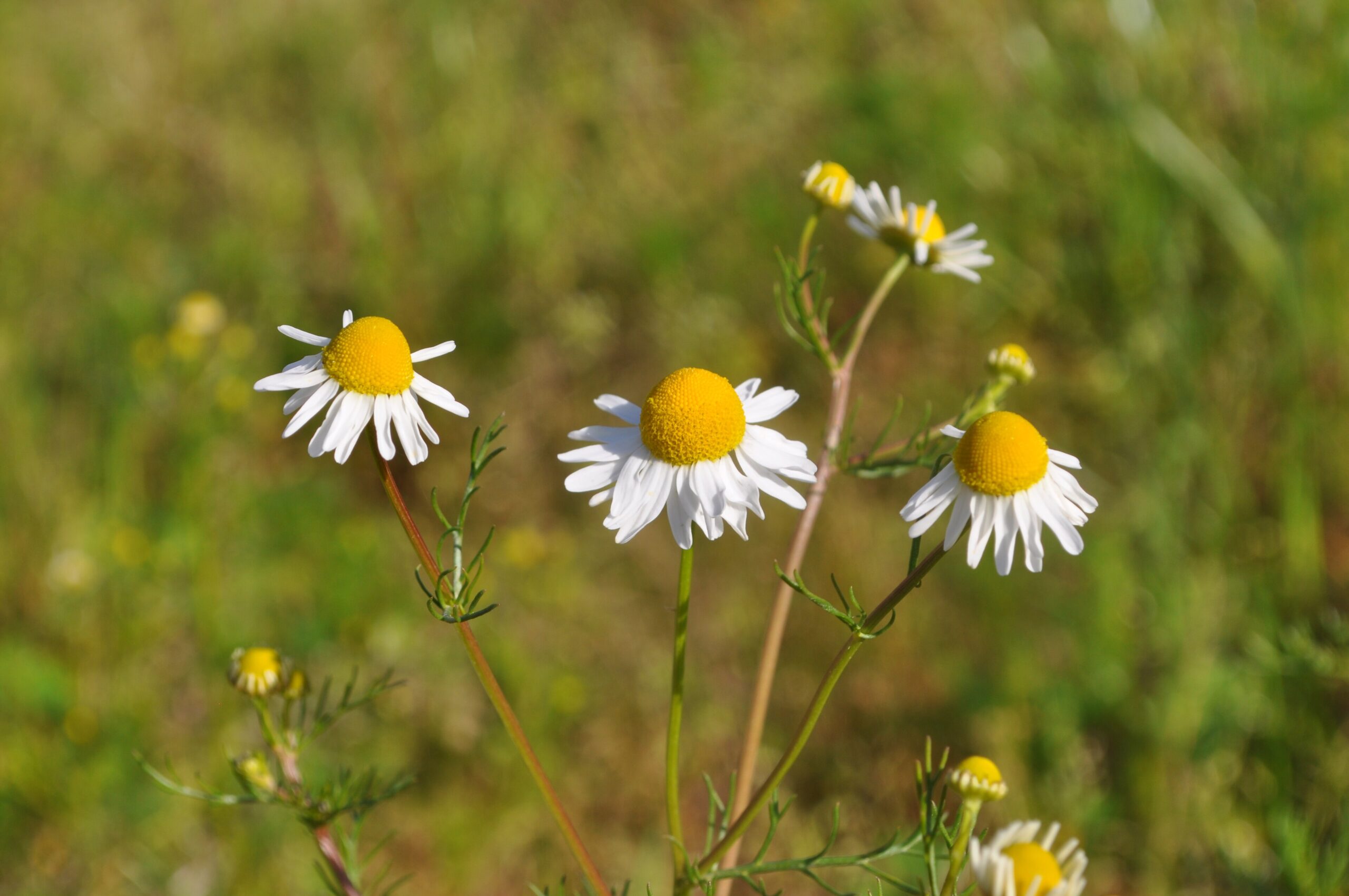 Chamomile (File:Matricaria chamomilla, Santa Coloma de Farners.jpg)