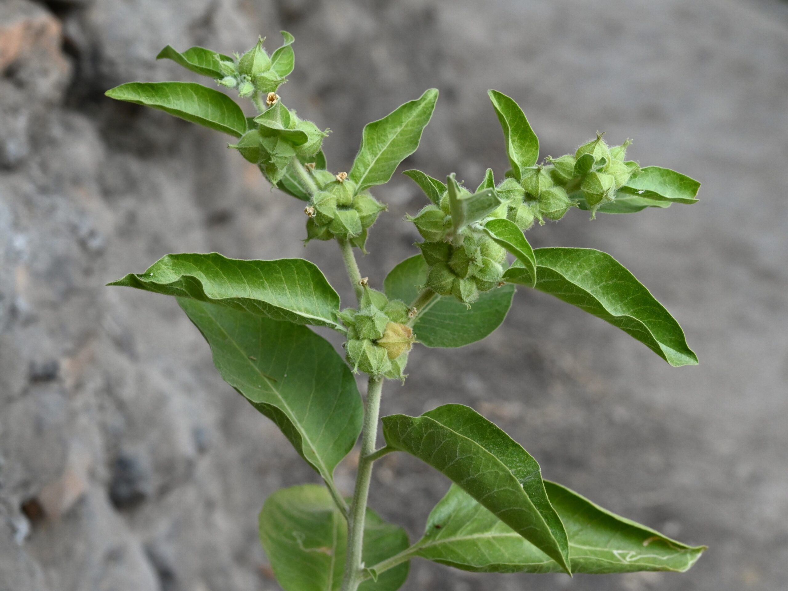 Ashwagandha (File:Withania somnifera kz06.jpg)