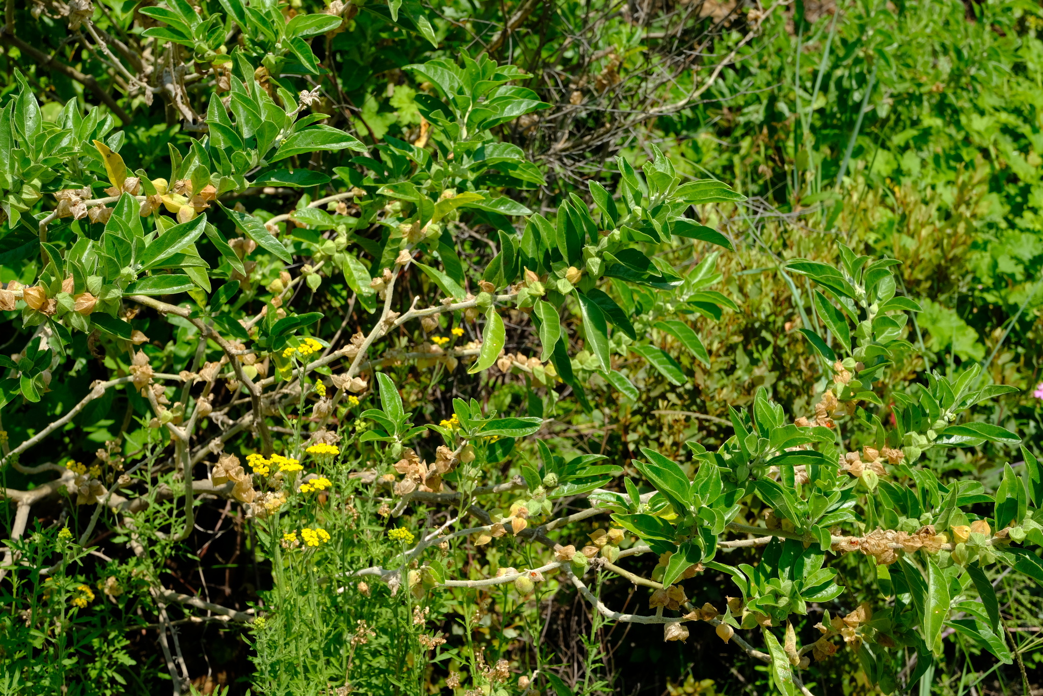 Ashwagandha (File:Withania somnifera SA.jpg)