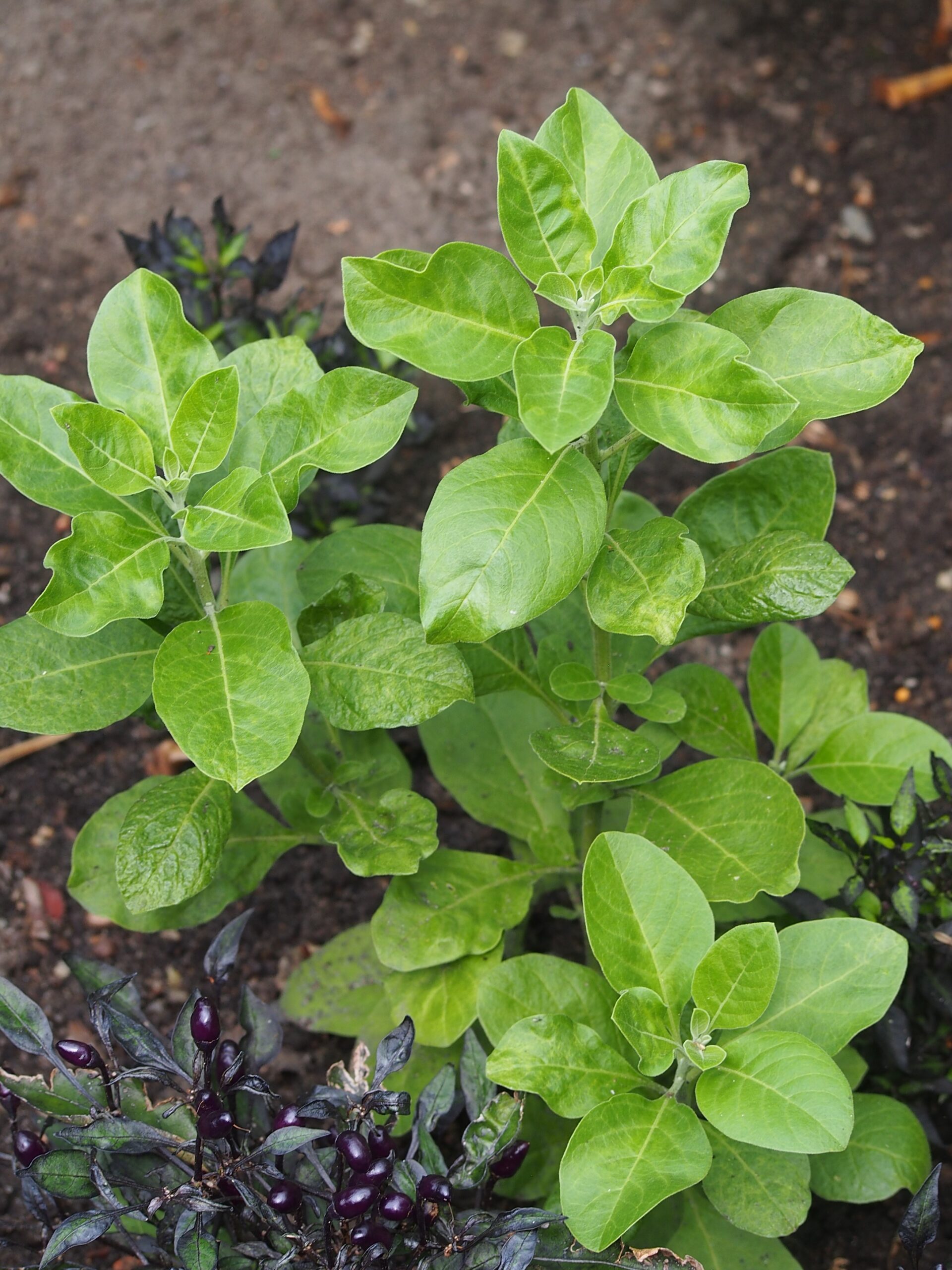 Ashwagandha (File:Withania somnifera Witania ospała 2023-07-30 01.jpg)