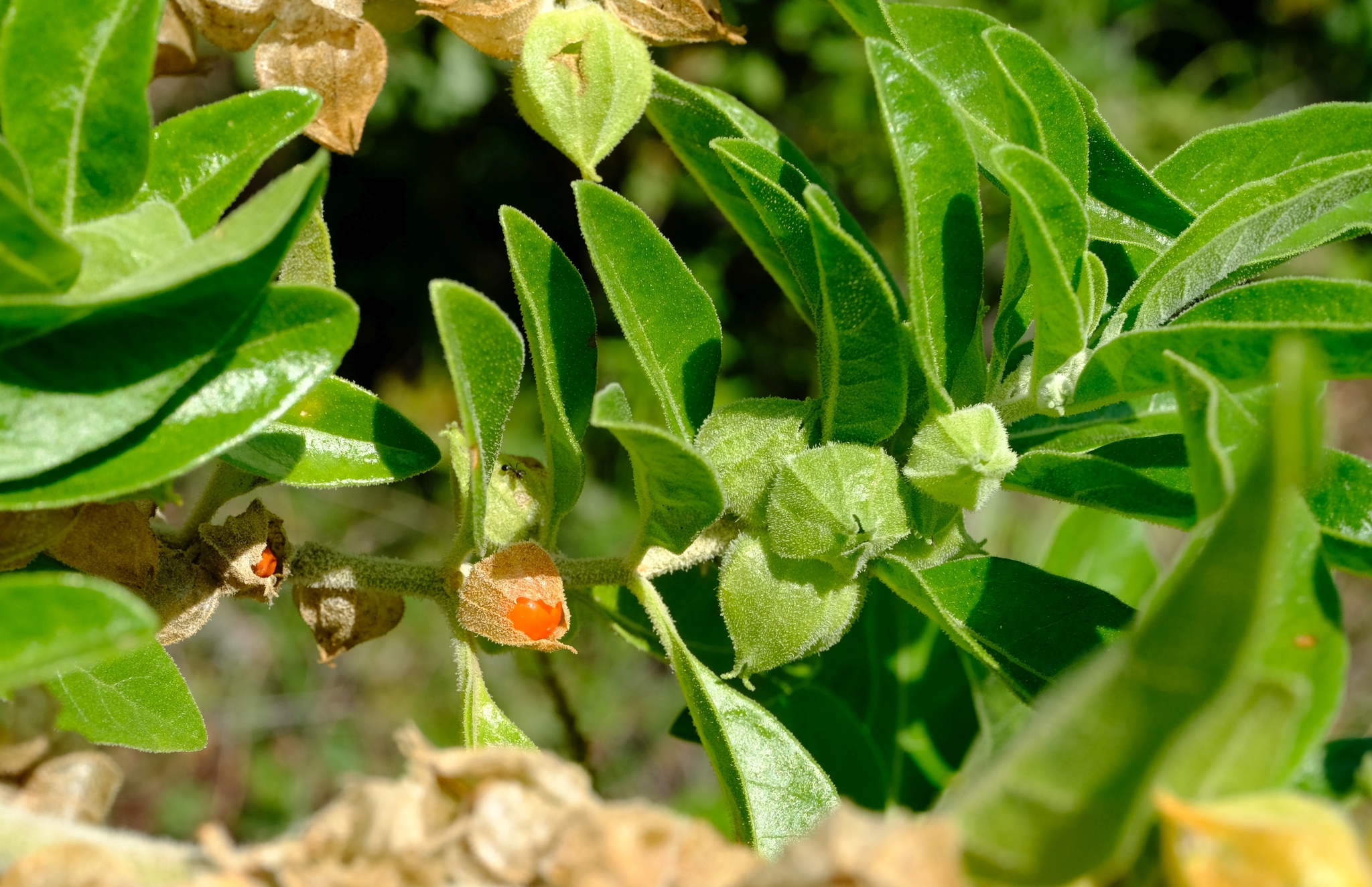 Ashwagandha (File:Withania somnifera SA fruit.jpg)