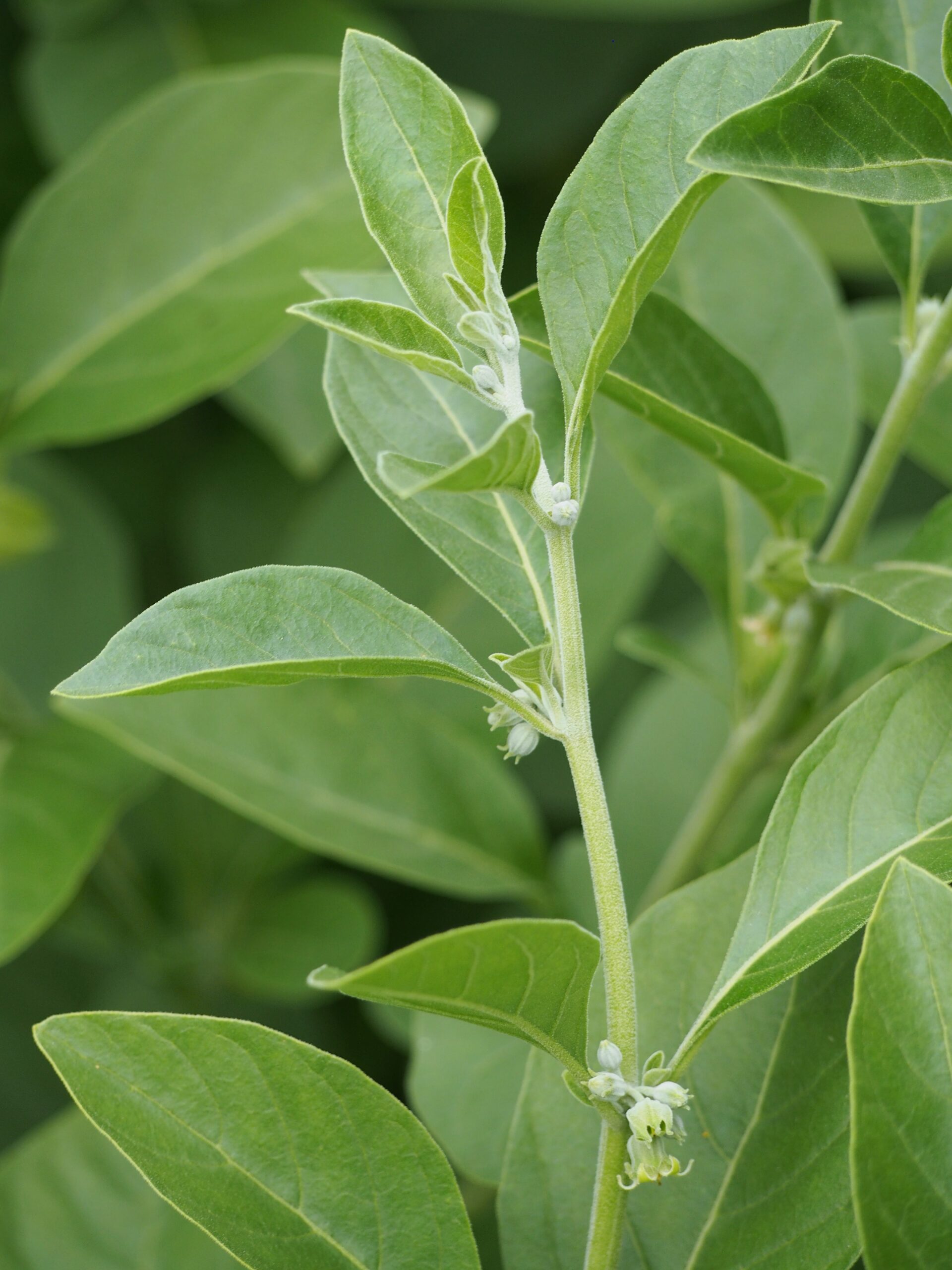 Ashwagandha (File:Withania somnifera Witania ospała 2021-08-08 03.jpg)