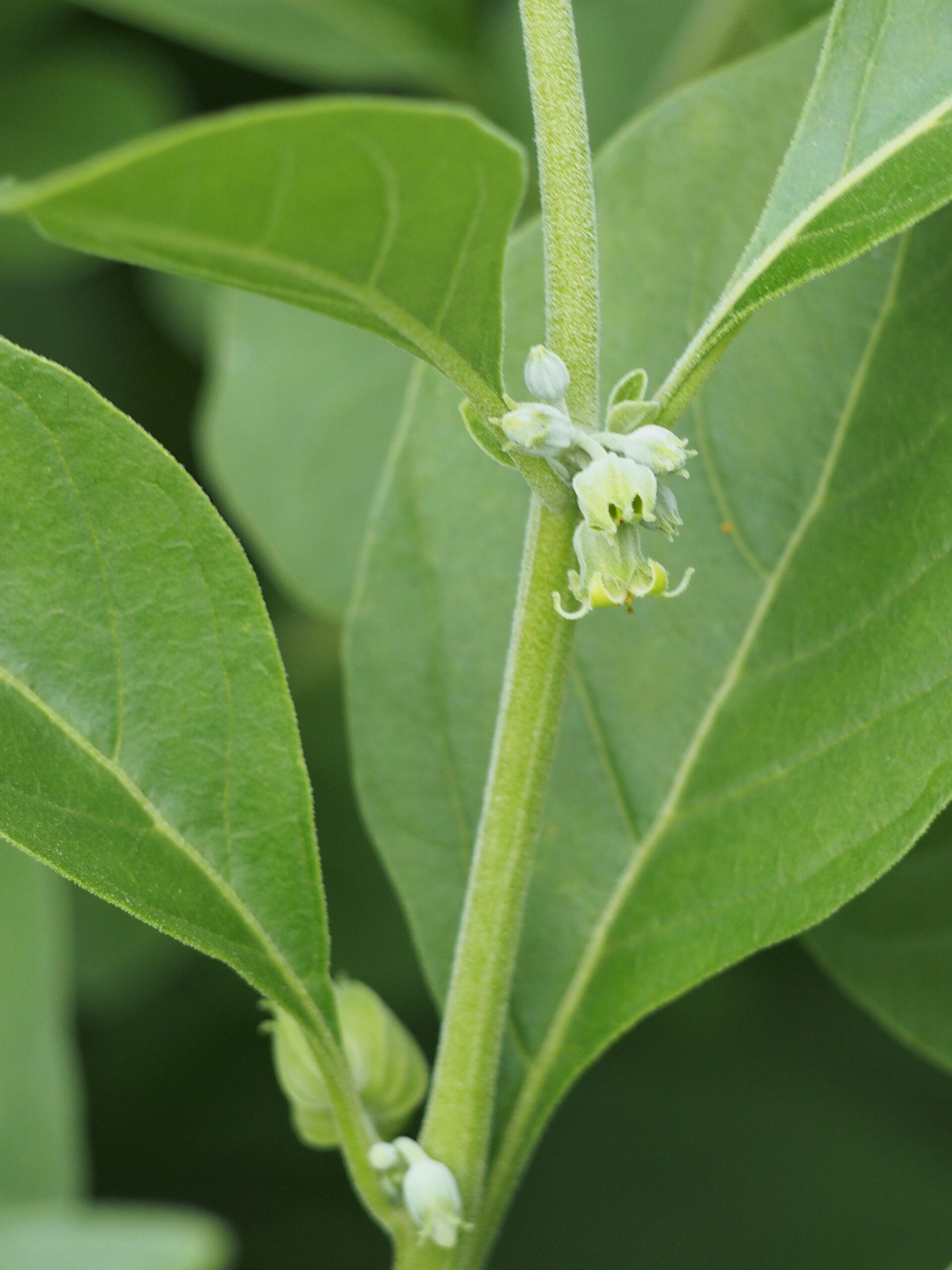 Ashwagandha (File:Withania somnifera Witania ospała 2021-08-08 05.jpg)