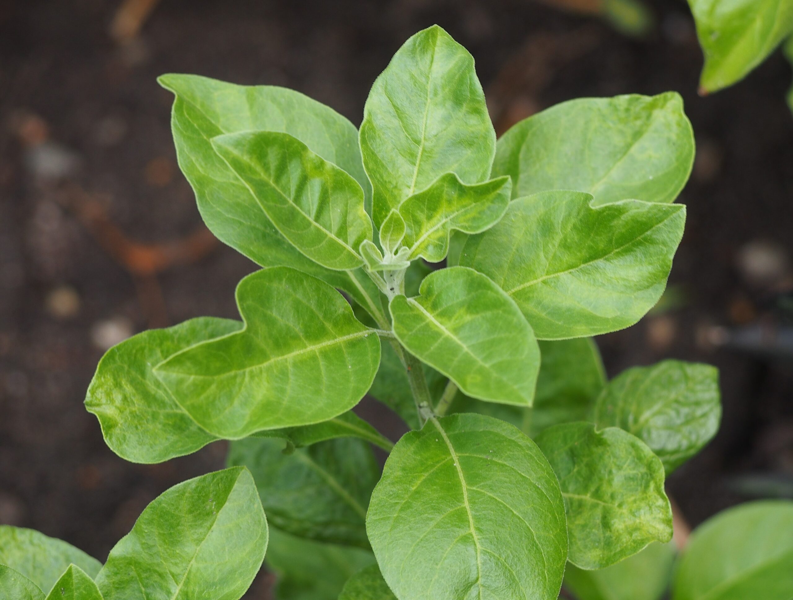 Ashwagandha (File:Withania somnifera Witania ospała 2023-07-30 02.jpg)