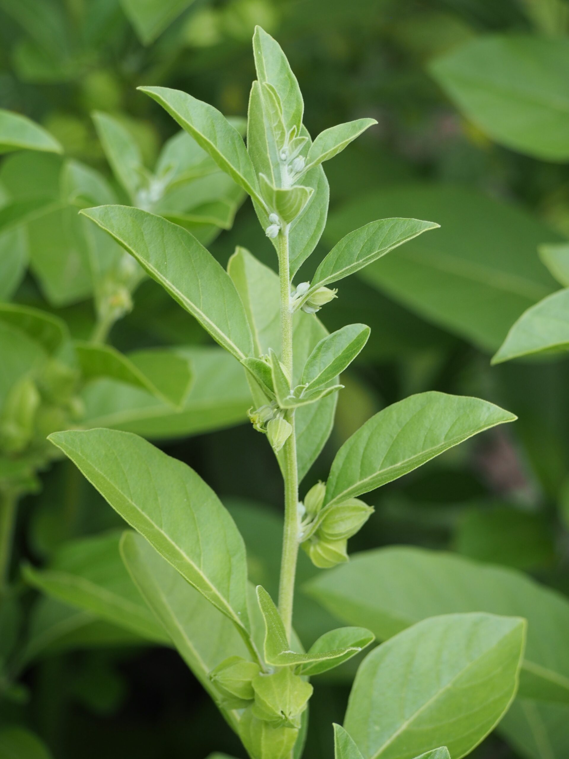 Ashwagandha (File:Withania somnifera Witania ospała 2021-08-08 02.jpg)