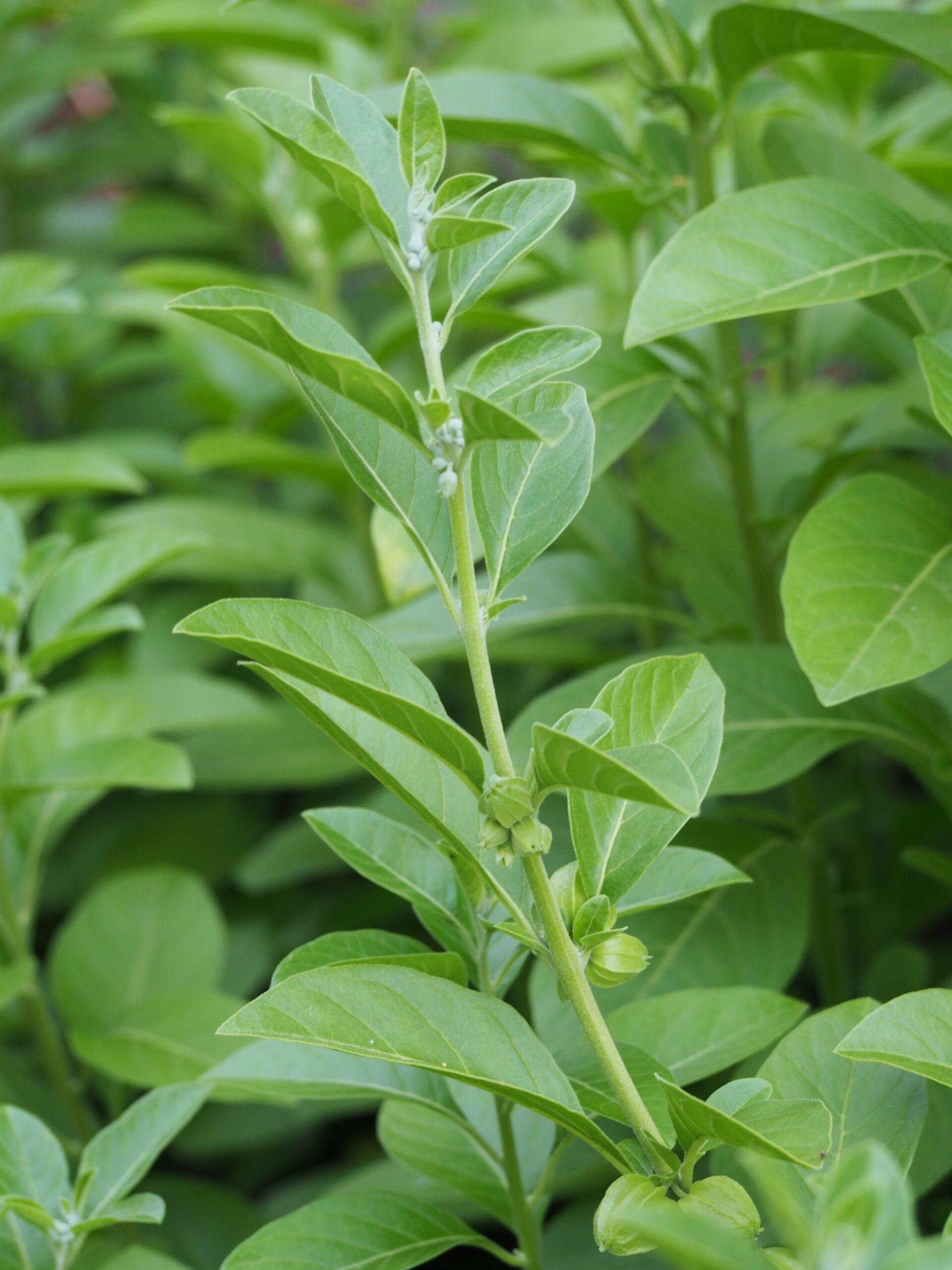 Ashwagandha (File:Withania somnifera Witania ospała 2021-08-08 01.jpg)
