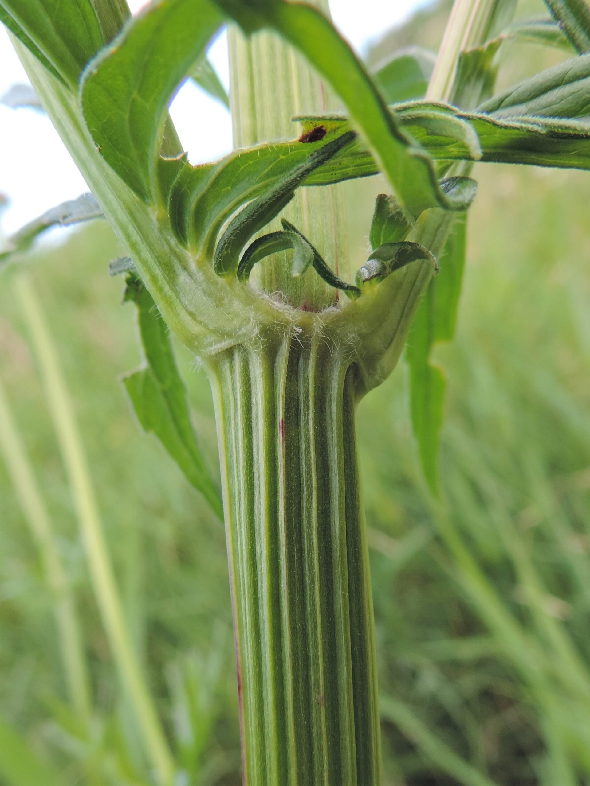 Valerian (File:Valeriana officinalis kz04.jpg)