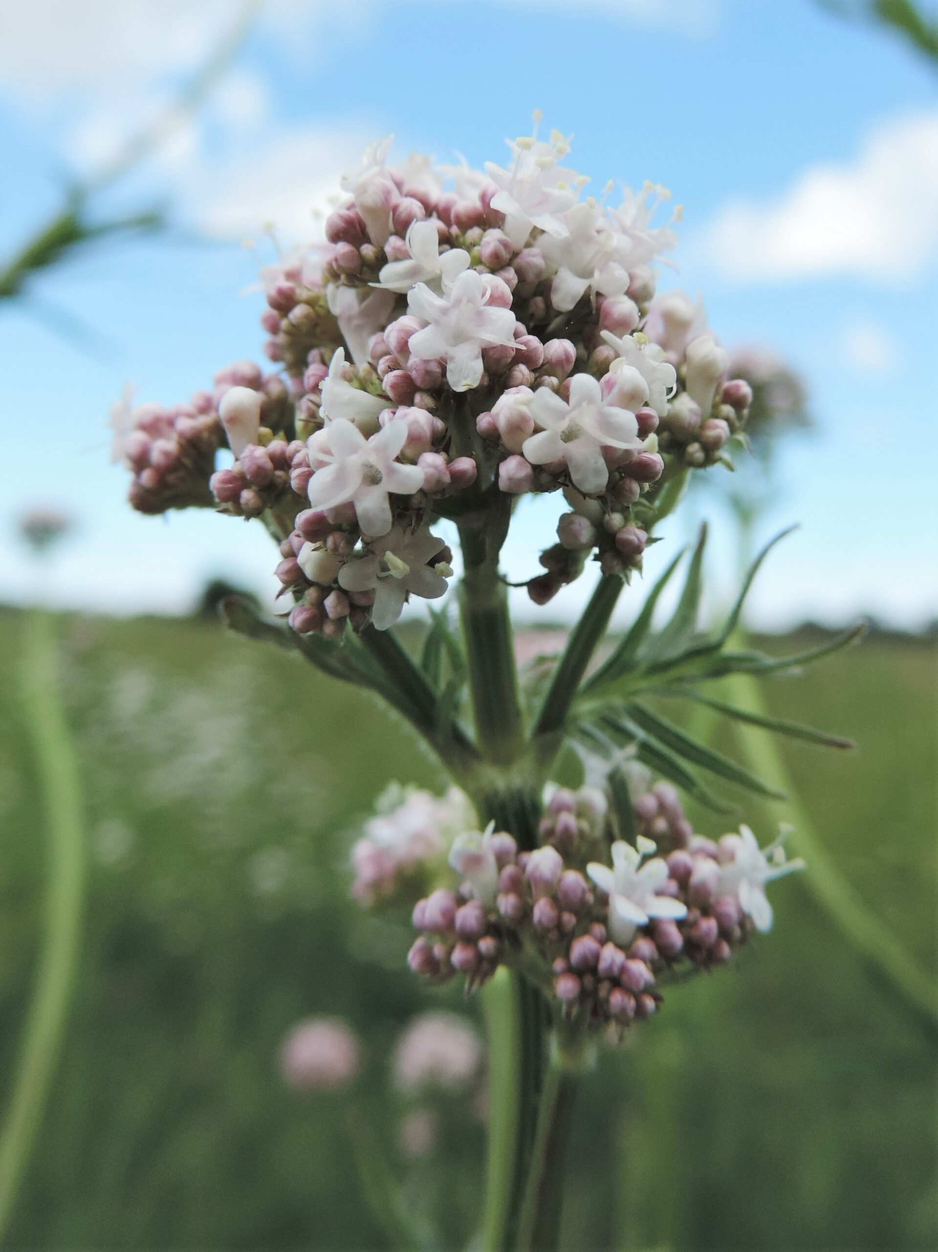 Valerian (File:Valeriana officinalis kz06.jpg)