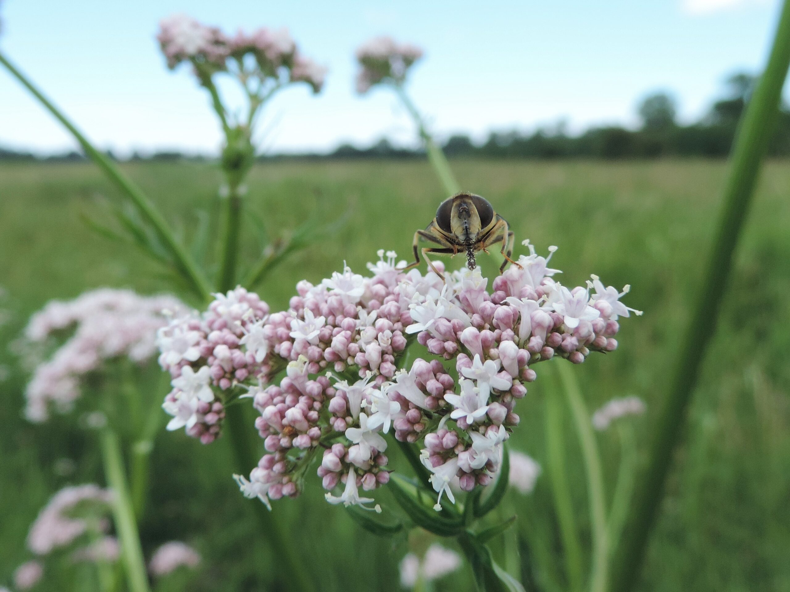 Valerian (File:Valeriana officinalis kz07.jpg)