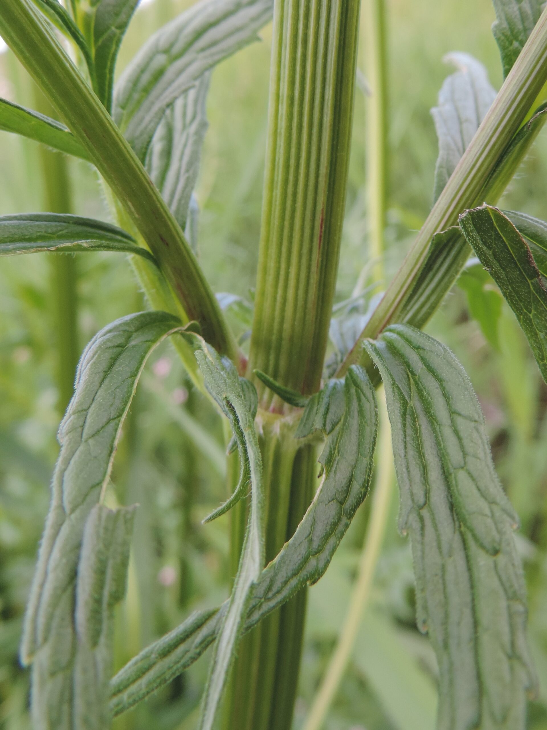 Valerian (File:Valeriana officinalis kz03.jpg)