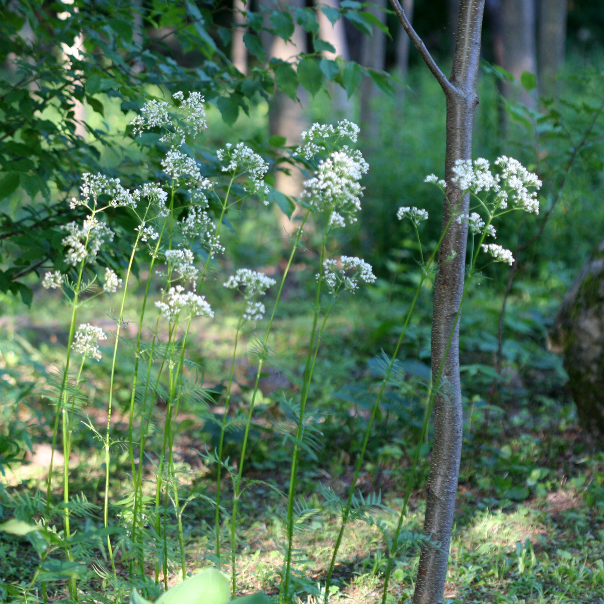 Valerian (File:Valeriana officinalis 2883.jpg)