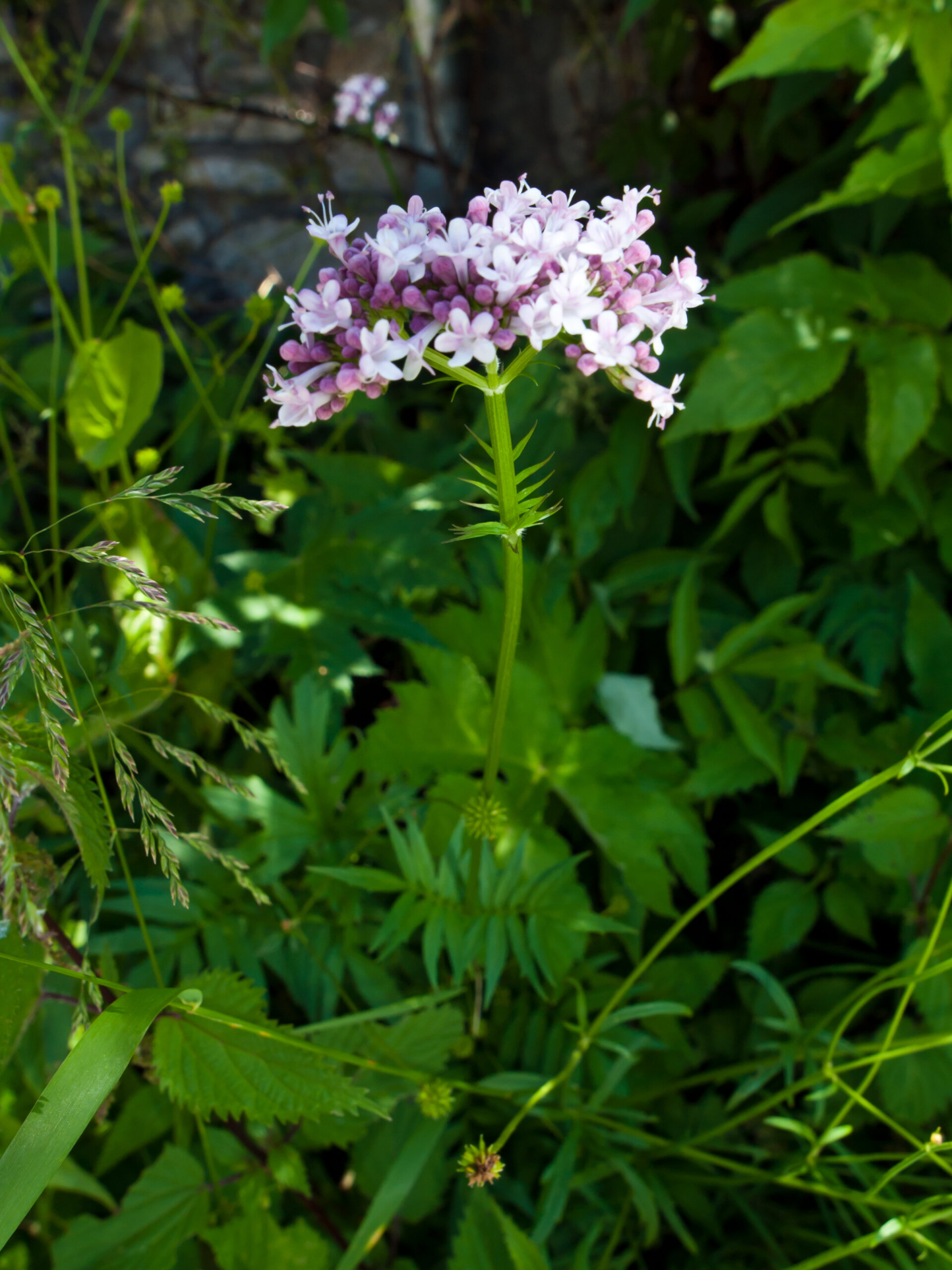 Valerian (File:Valeriana officinalis (5973194936).jpg)