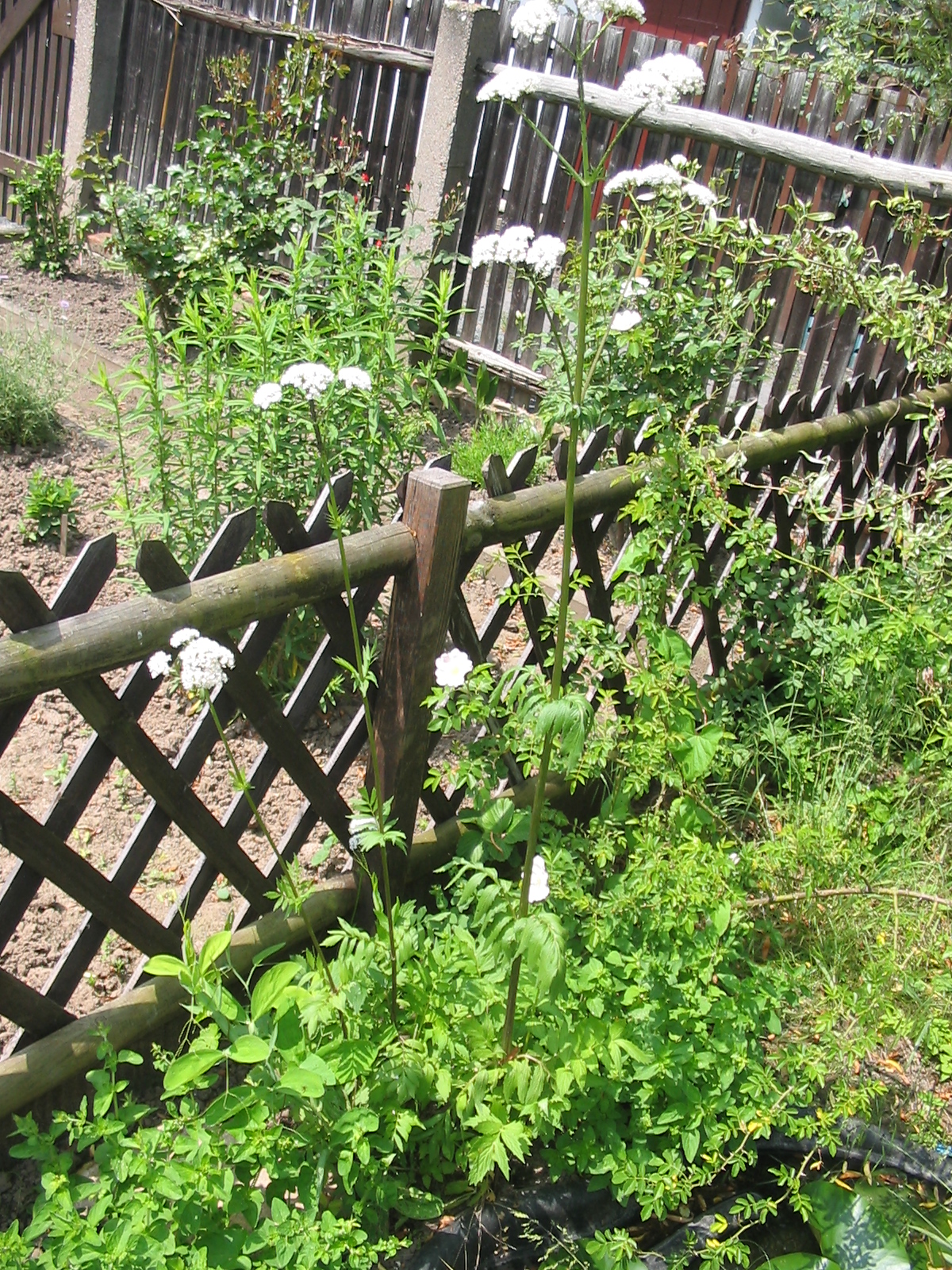 Valerian (File:Valeriana officinalis (Habitus).jpg)