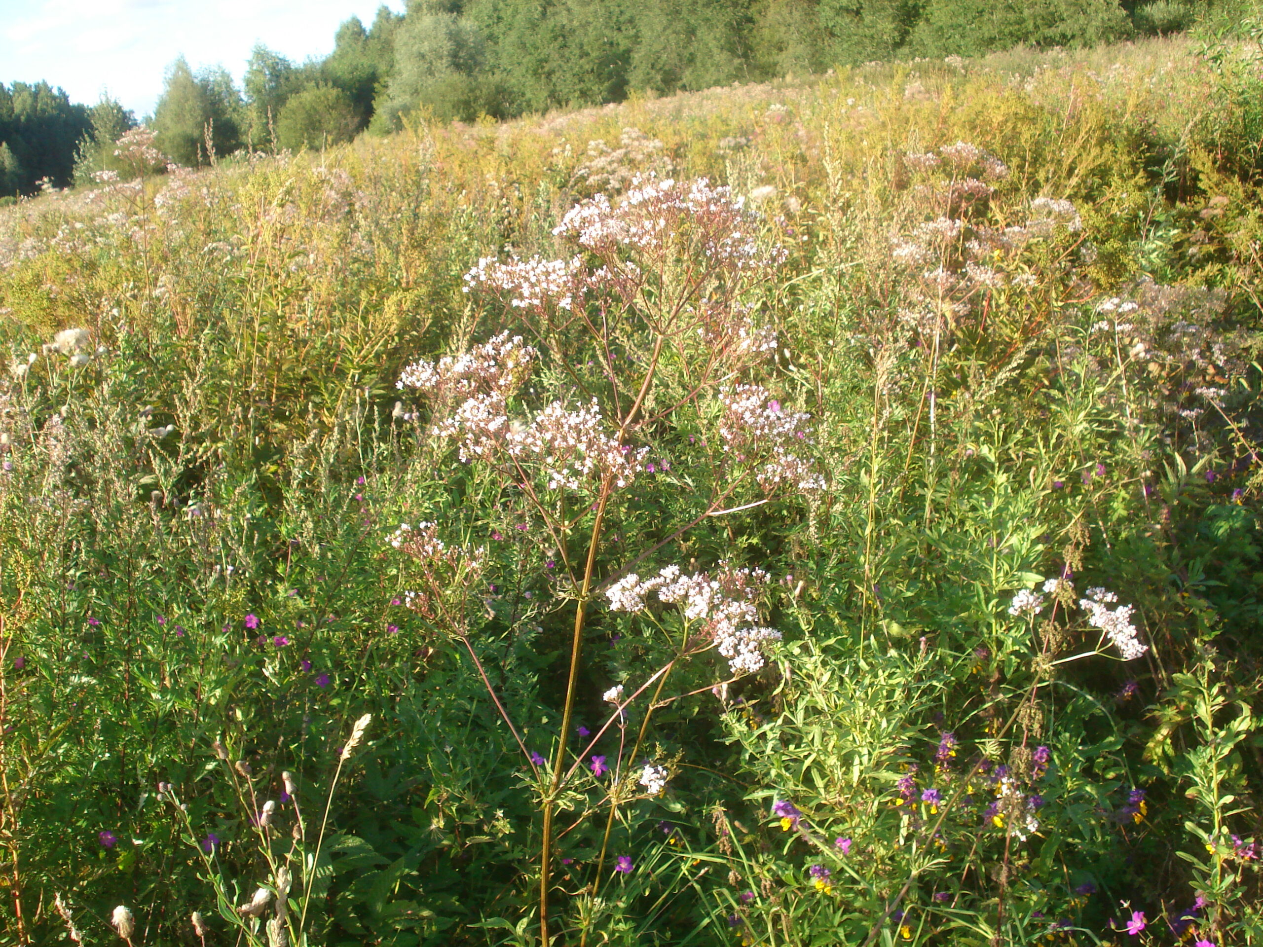Valerian (File:Valeriana officinalis 01.JPG)