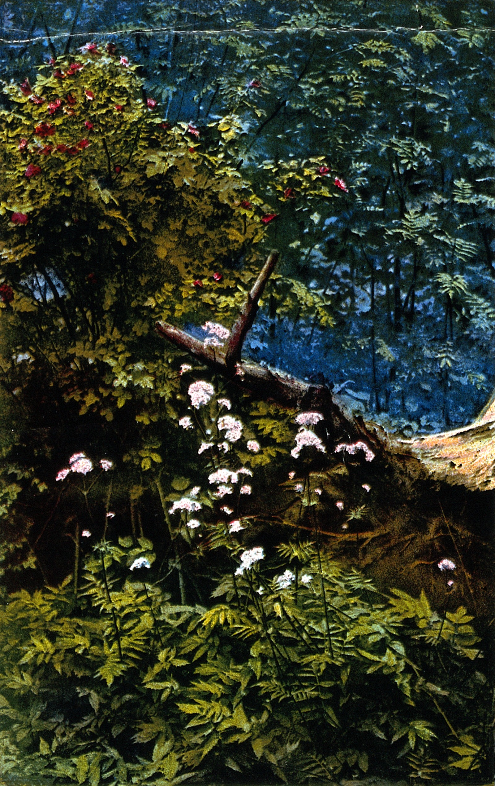 Valerian (File:Valerian (Valeriana officinalis); flowering plants. Colour p Wellcome V0044358.jpg)