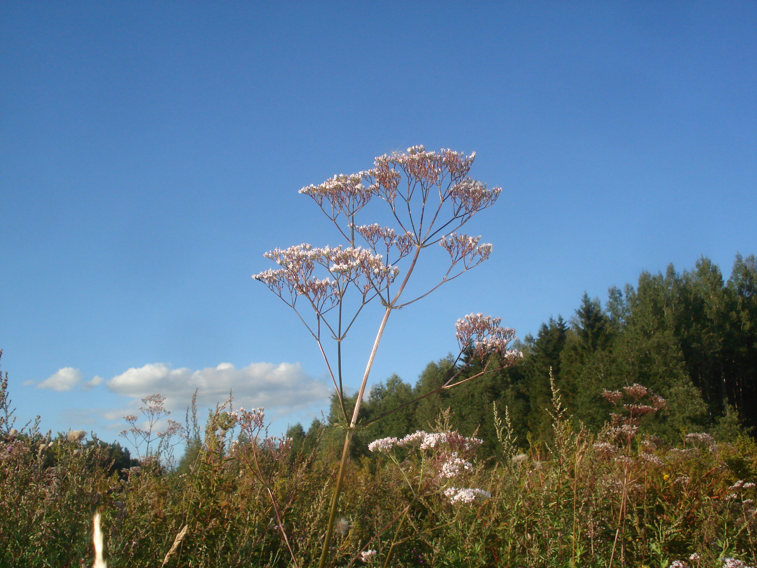 Valerian (File:Valeriana officinalis 02.JPG)