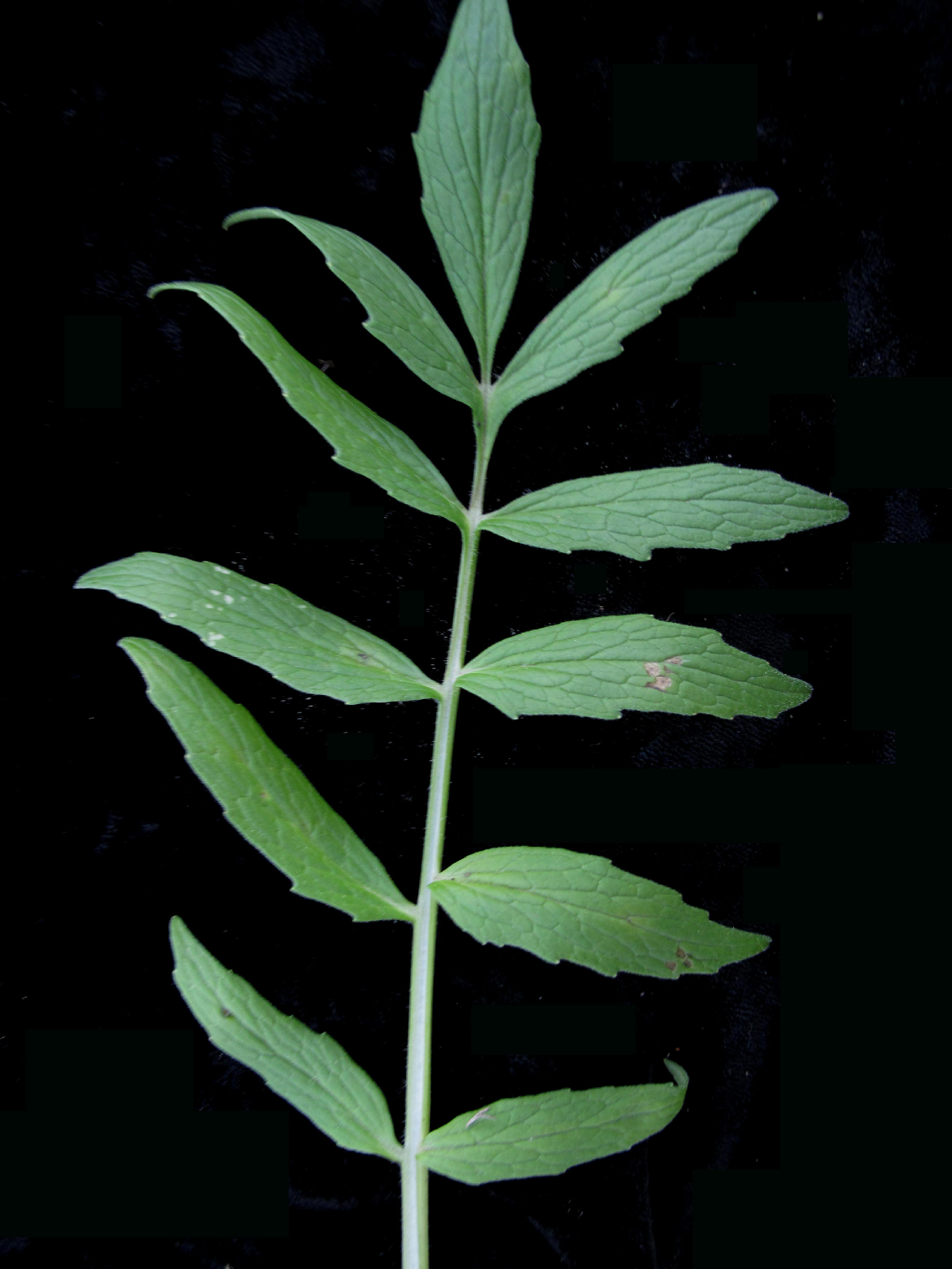 Valerian (File:Valeriana officinalis 15-p.bot-vale.offi-04.jpg)
