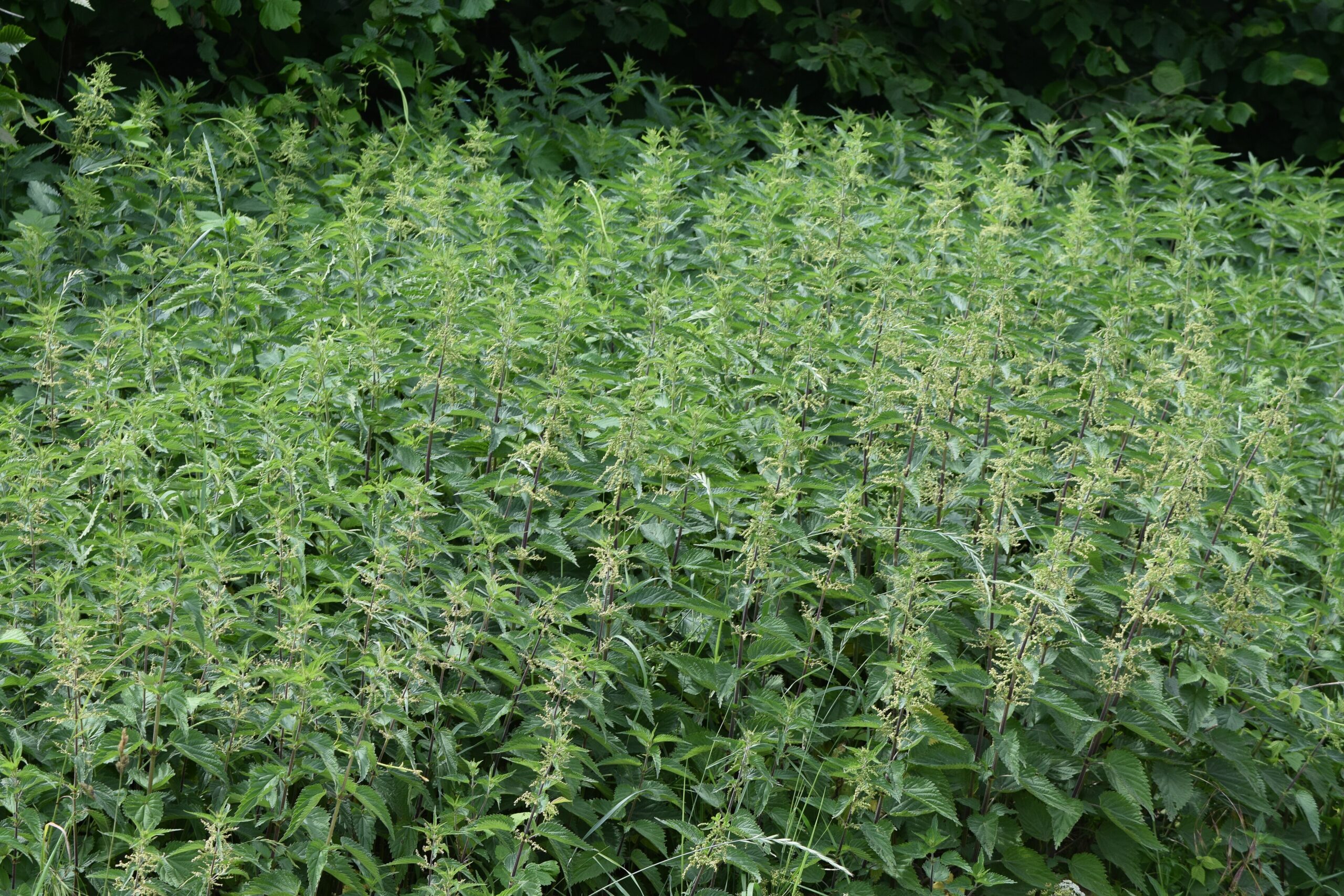 Stinging Nettle (File:Urtica dioica kz11.jpg)