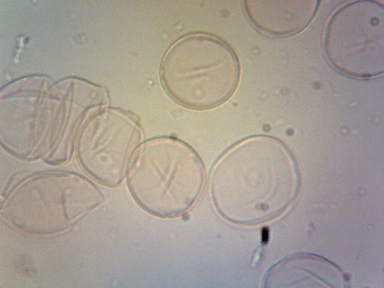 Stinging Nettle (File:Urtica dioica (Stinging Nettle) pollen.tif)