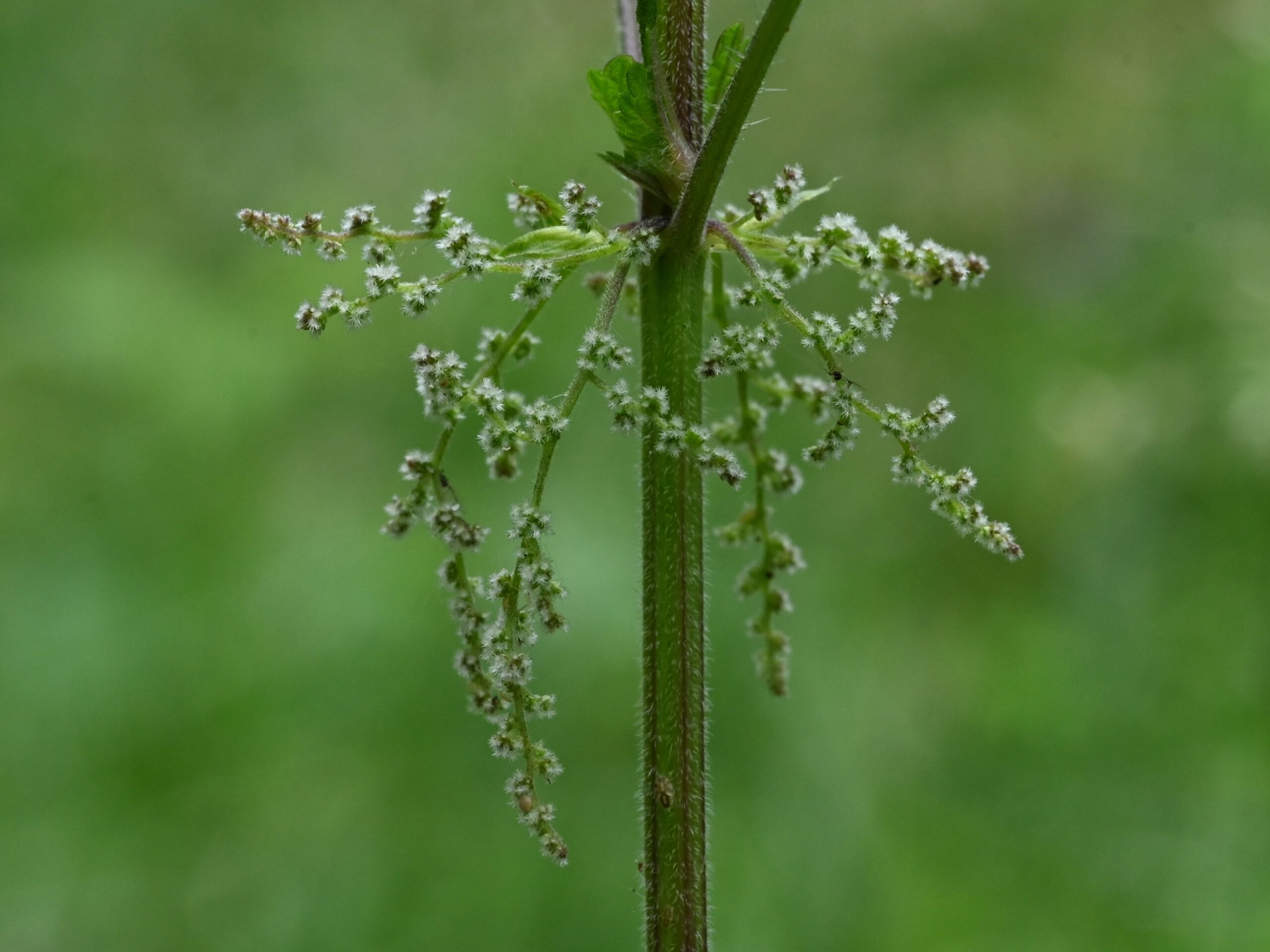 Stinging Nettle (File:Urtica dioica kz17.jpg)