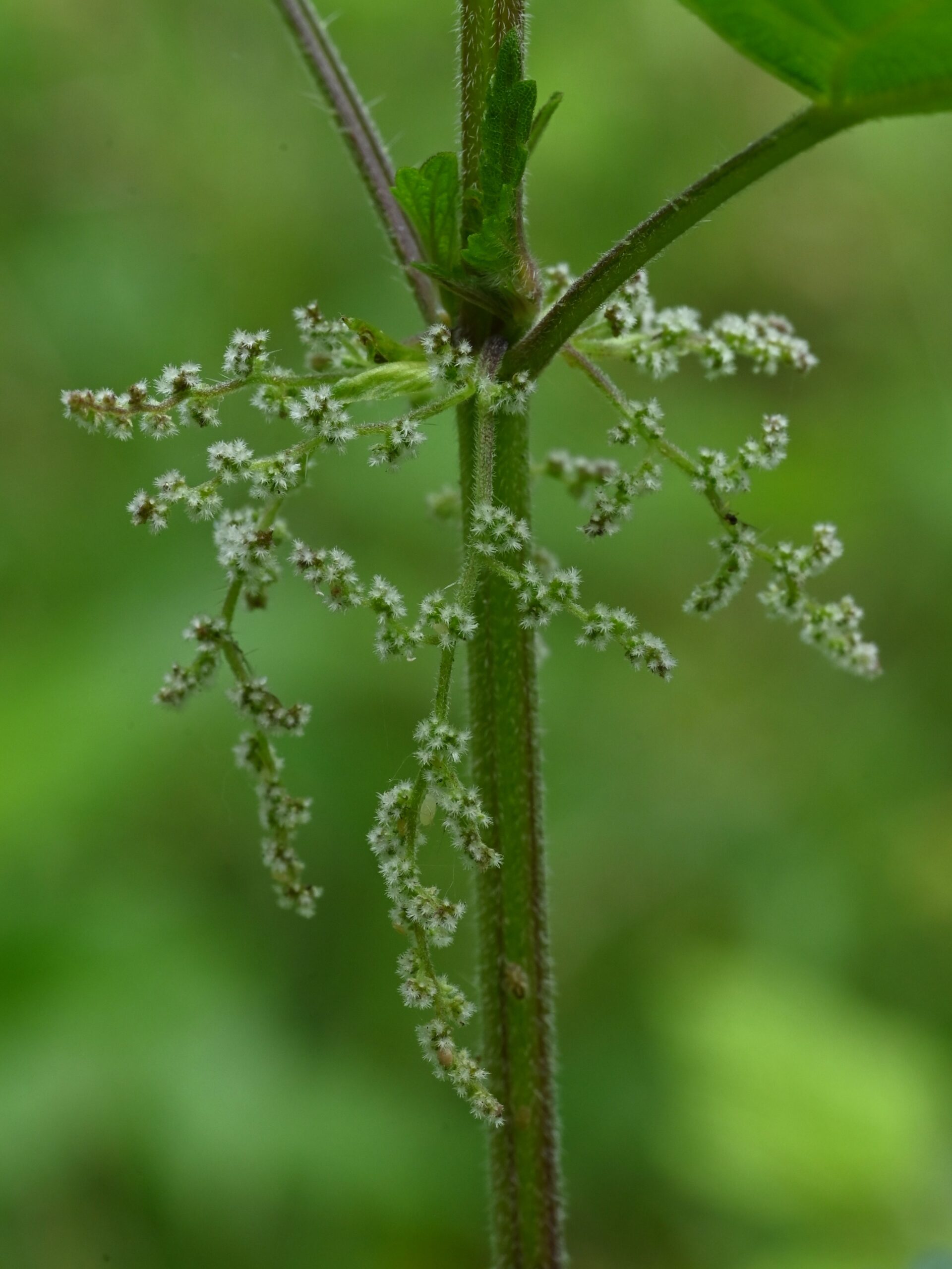 Stinging Nettle (File:Urtica dioica kz16.jpg)