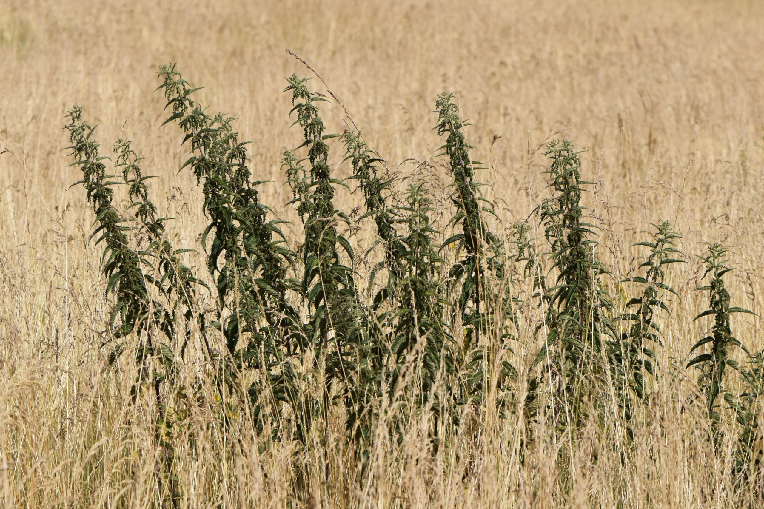 Stinging Nettle (File:Urtica dioica kz10.jpg)