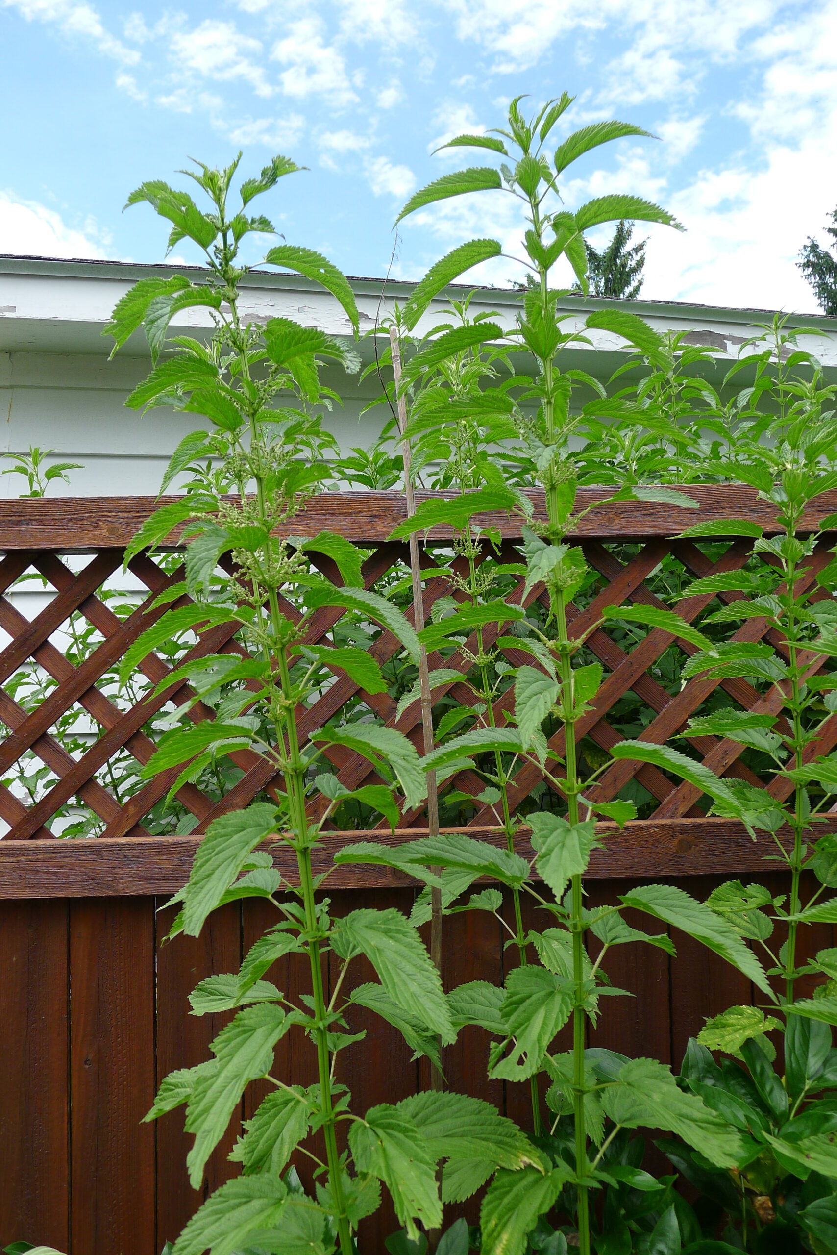 Stinging Nettle (File:Urtica dioica (Stinging Nettle).jpg)