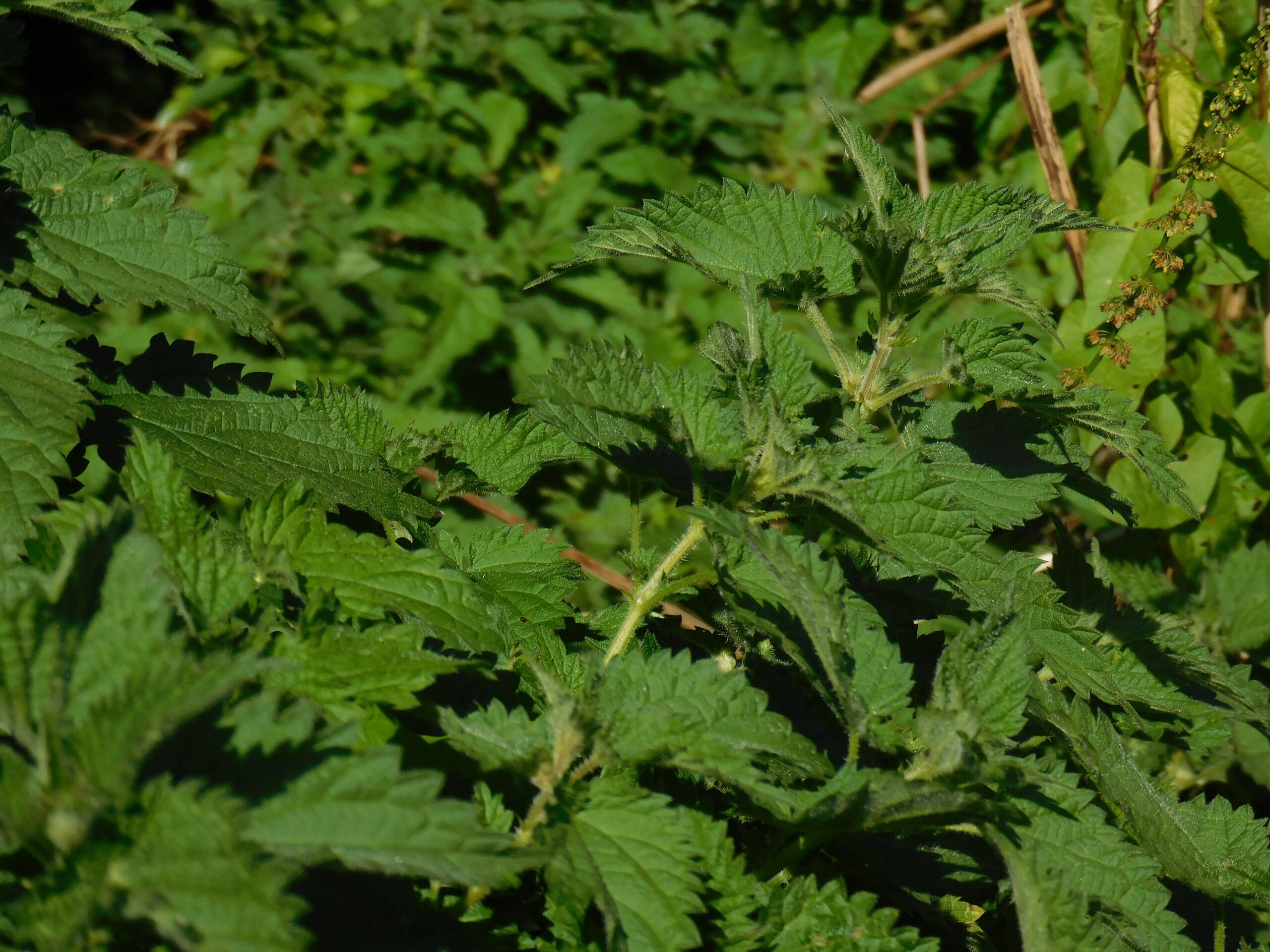Stinging Nettle (File:Urtica Dioica Thicket.jpg)