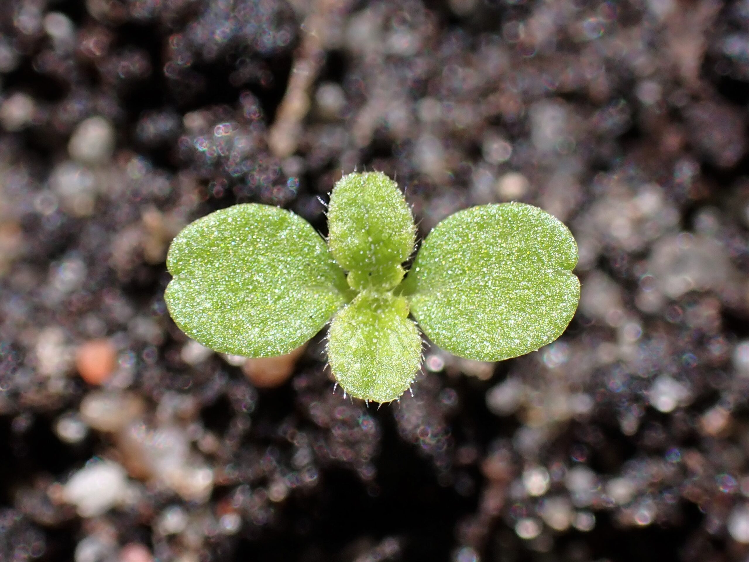 Stinging Nettle (File:Urtica dioica kz08.jpg)