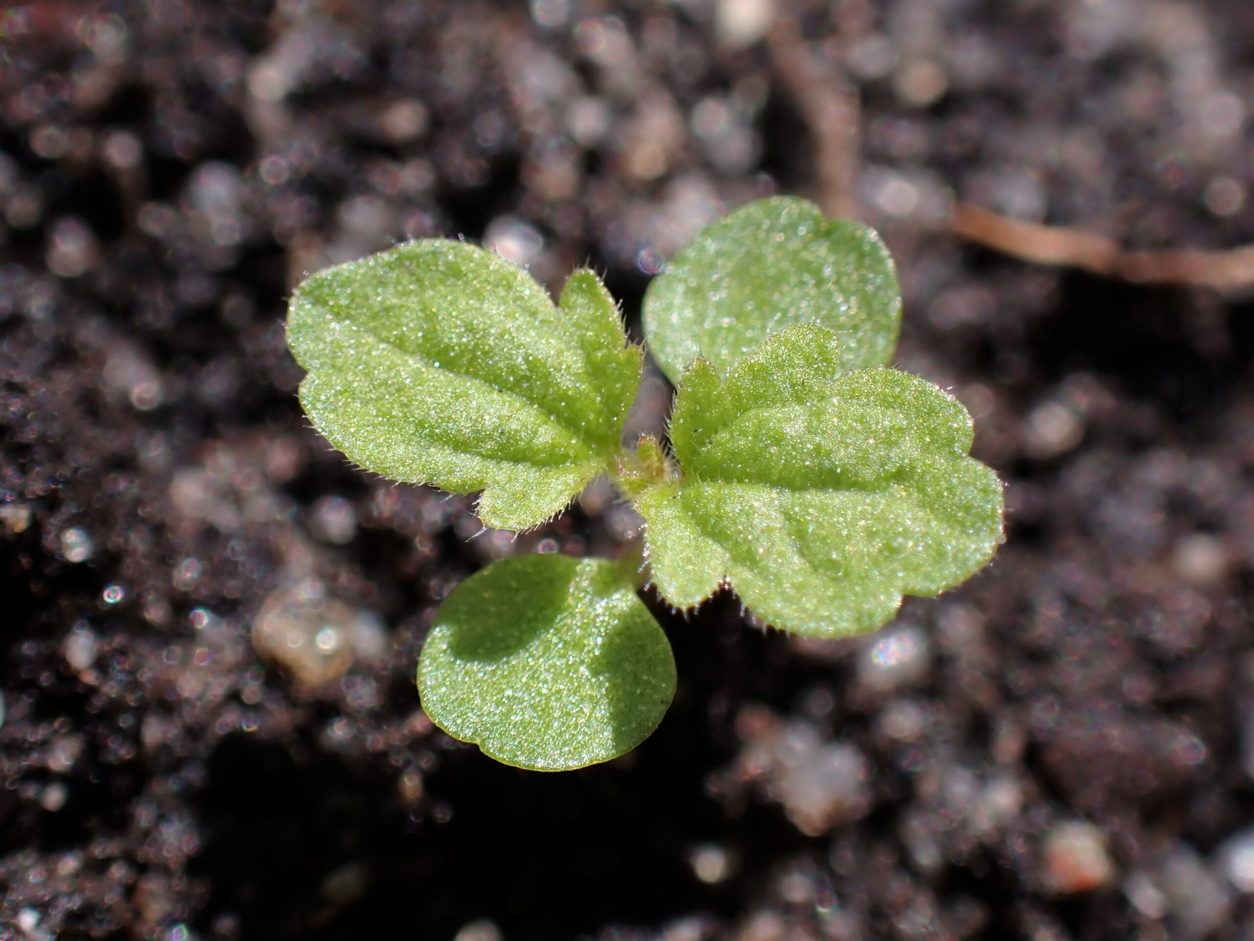 Stinging Nettle (File:Urtica dioica kz09.jpg)