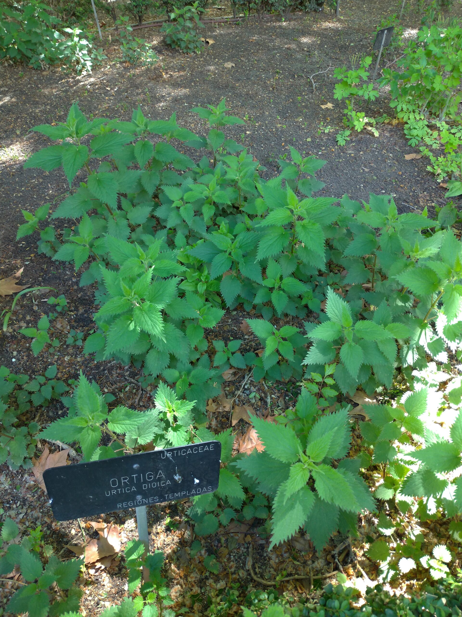 Stinging Nettle (File:Ortiga Urtica Dioica .jpg)